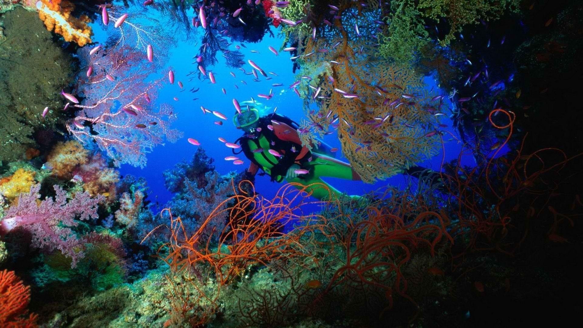 1920x1080 Free download Scuba Diving Wallpaper [1920x1080] for your Desktop, Mobile & Tablet. Explore Scuba Wallpaper. Scuba Diving Wallpaper, Scuba Photo for Wallpaper, HD Scuba Diving Wallpaper