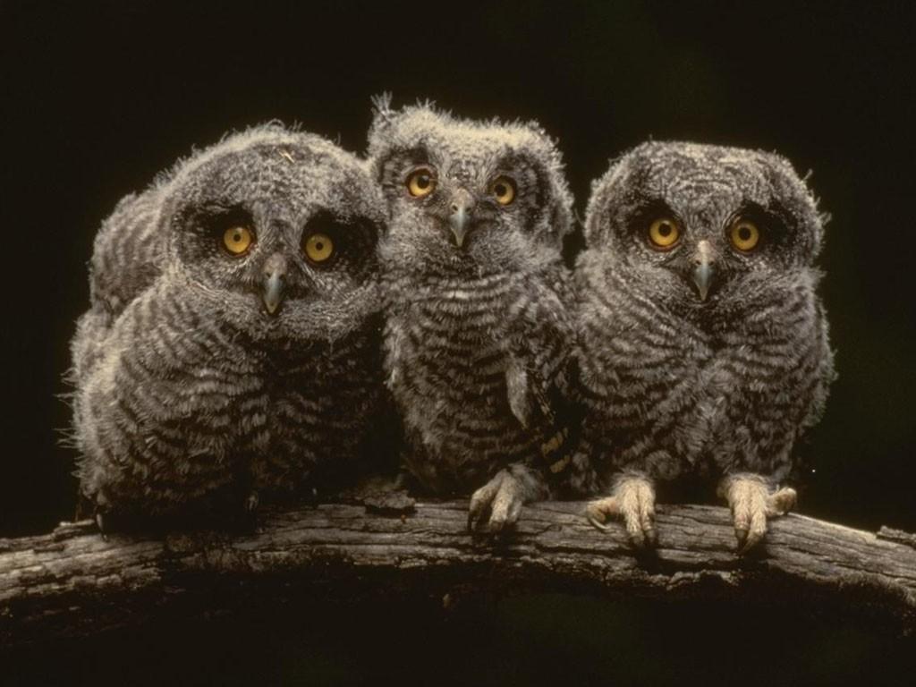1024x768 Free download Owl HD Desktop Wallpaper Elsoar [1024x768] for your Desktop, Mobile & Tablet. Explore Owl Wallpaper for Computers. Cute Owl Wallpaper, Owl Desktop Wallpaper, Owls Desktop Wallpaper