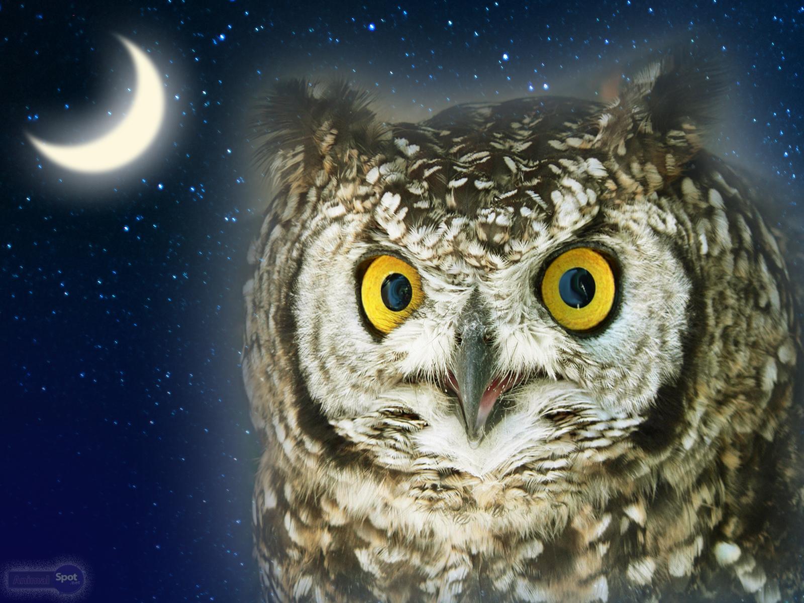 1600x1200 Owl Wallpaper