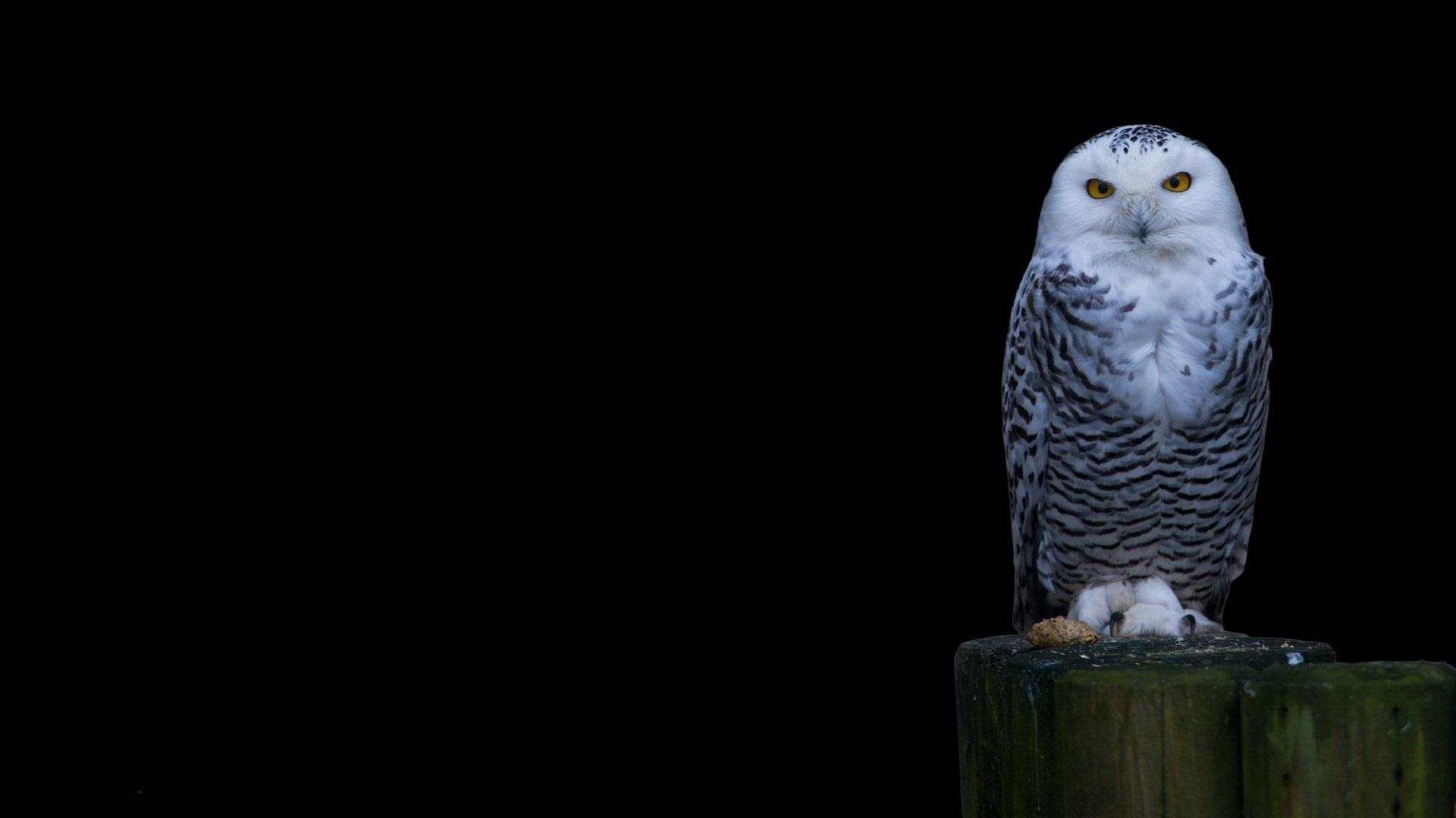 1920x1080 Dark Owl Wallpaper