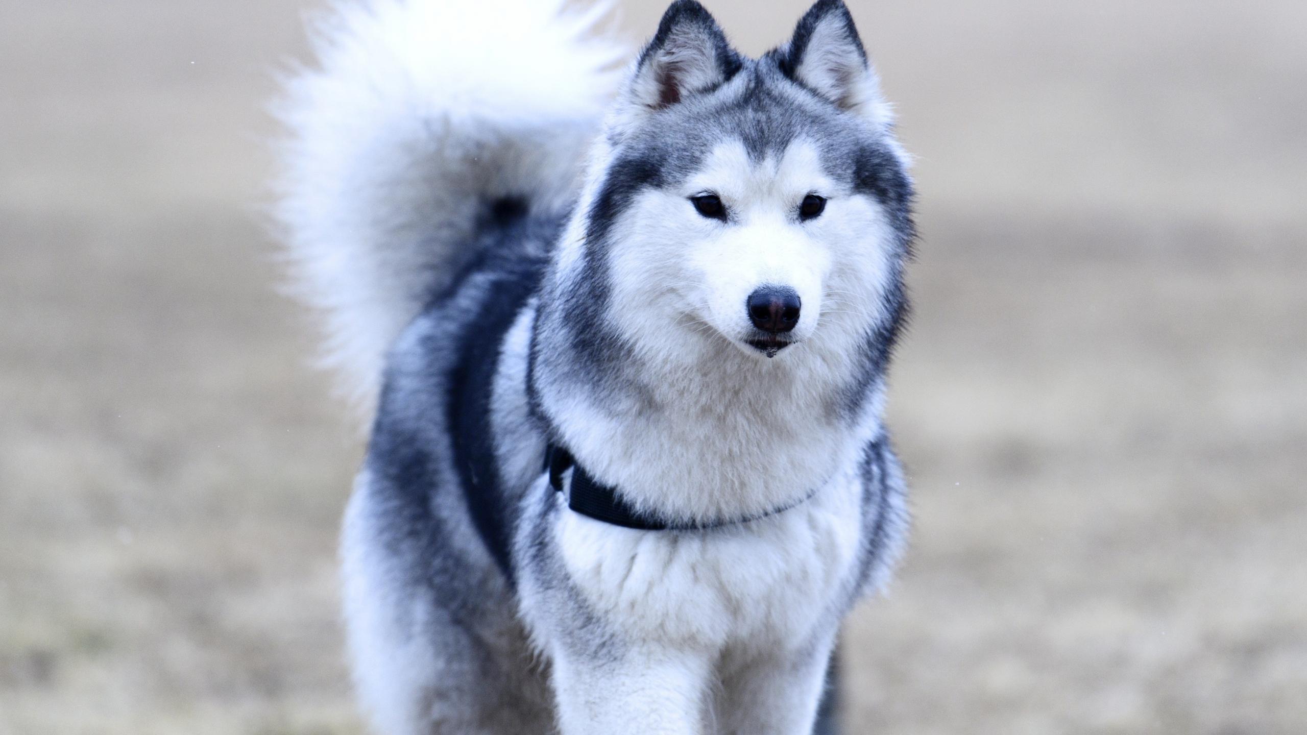 2560x1440 Download husky, dog, furry animal, confident 2560x1440 wallpaper, dual wide 16:9 2560x1440 HD image, background, 4555