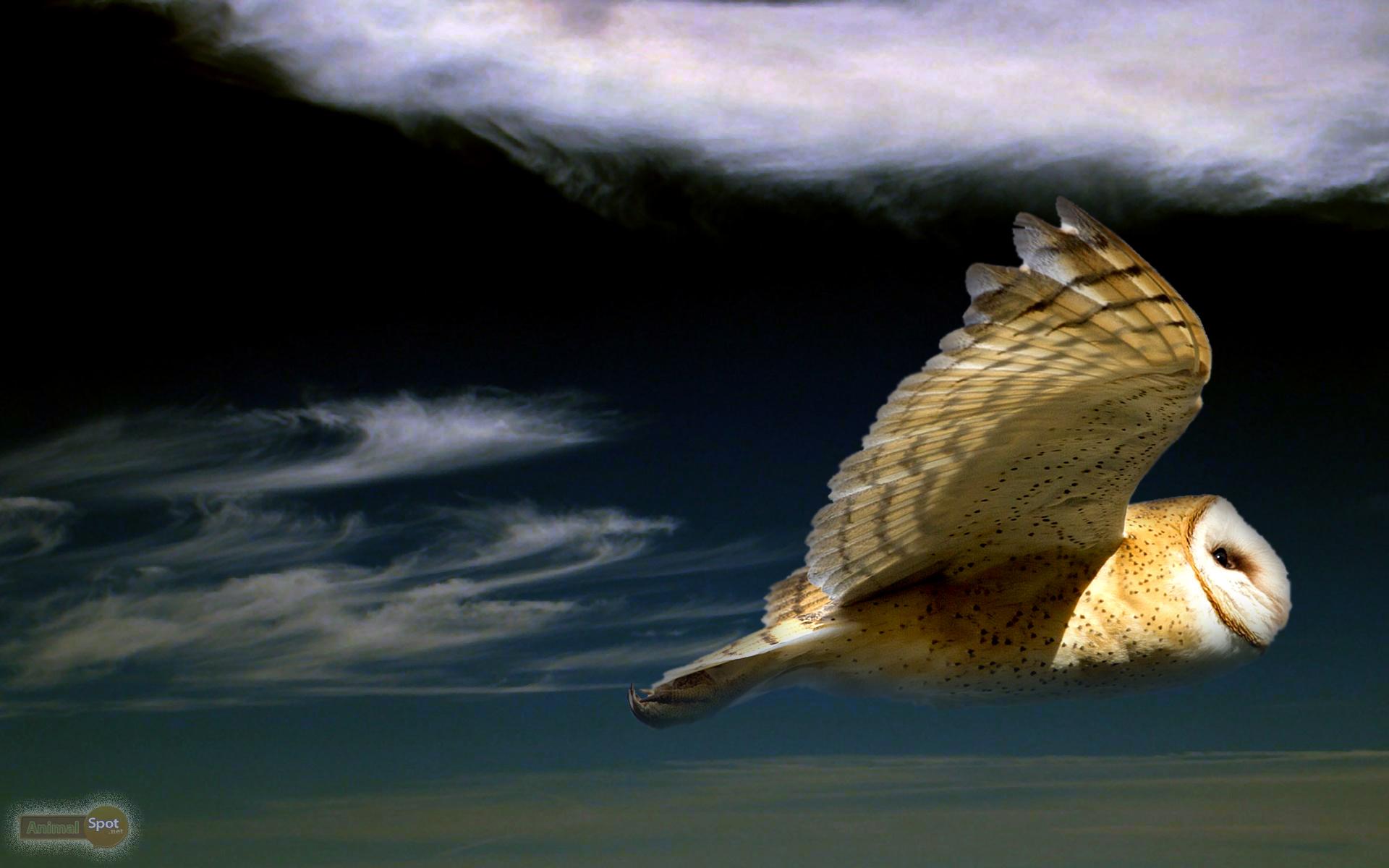 1920x1200 Owl Wallpaper