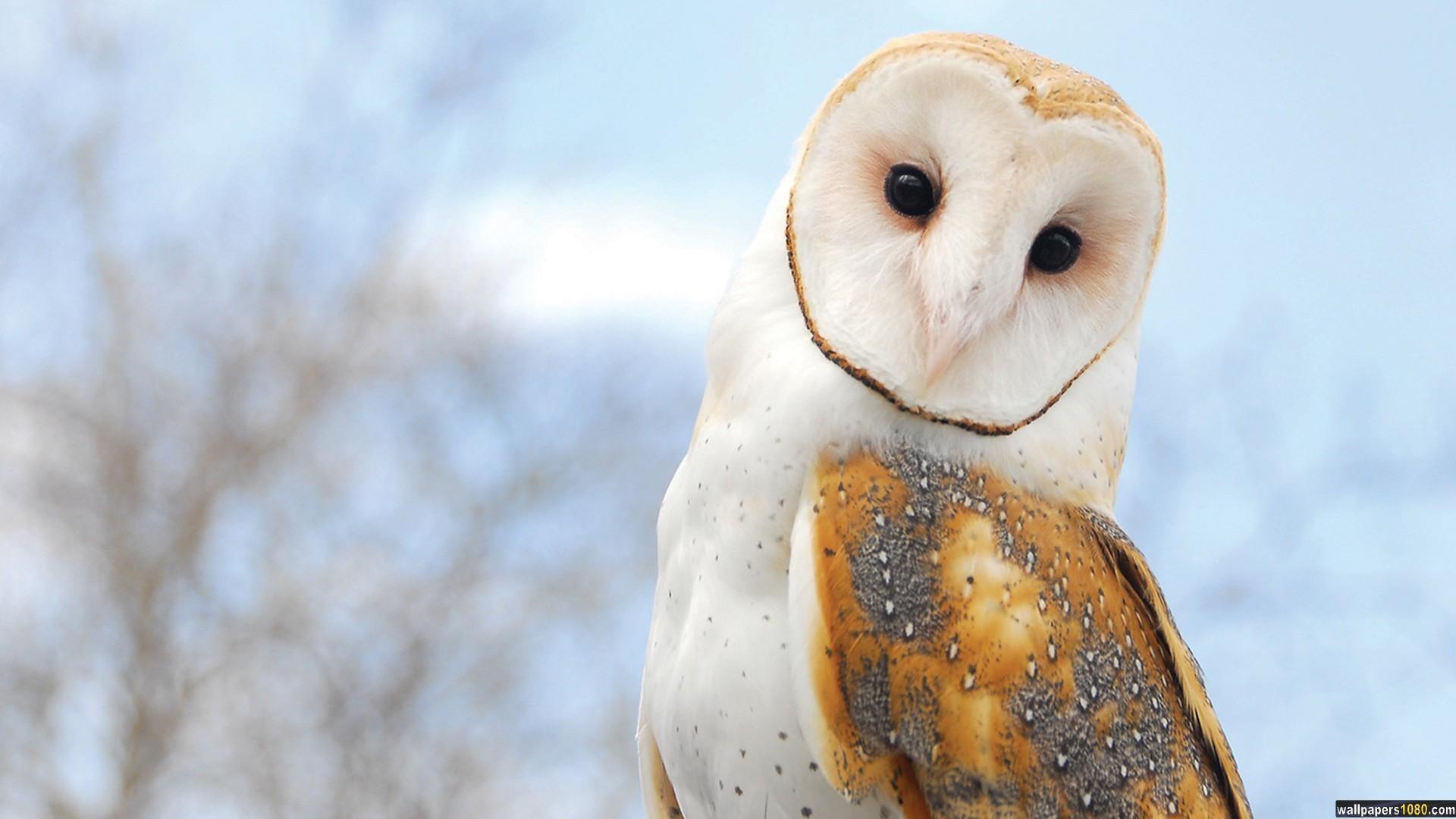1920x1080 Awesome Owl Wallpaper HD Image Data Src HD Wallpaper 1080p