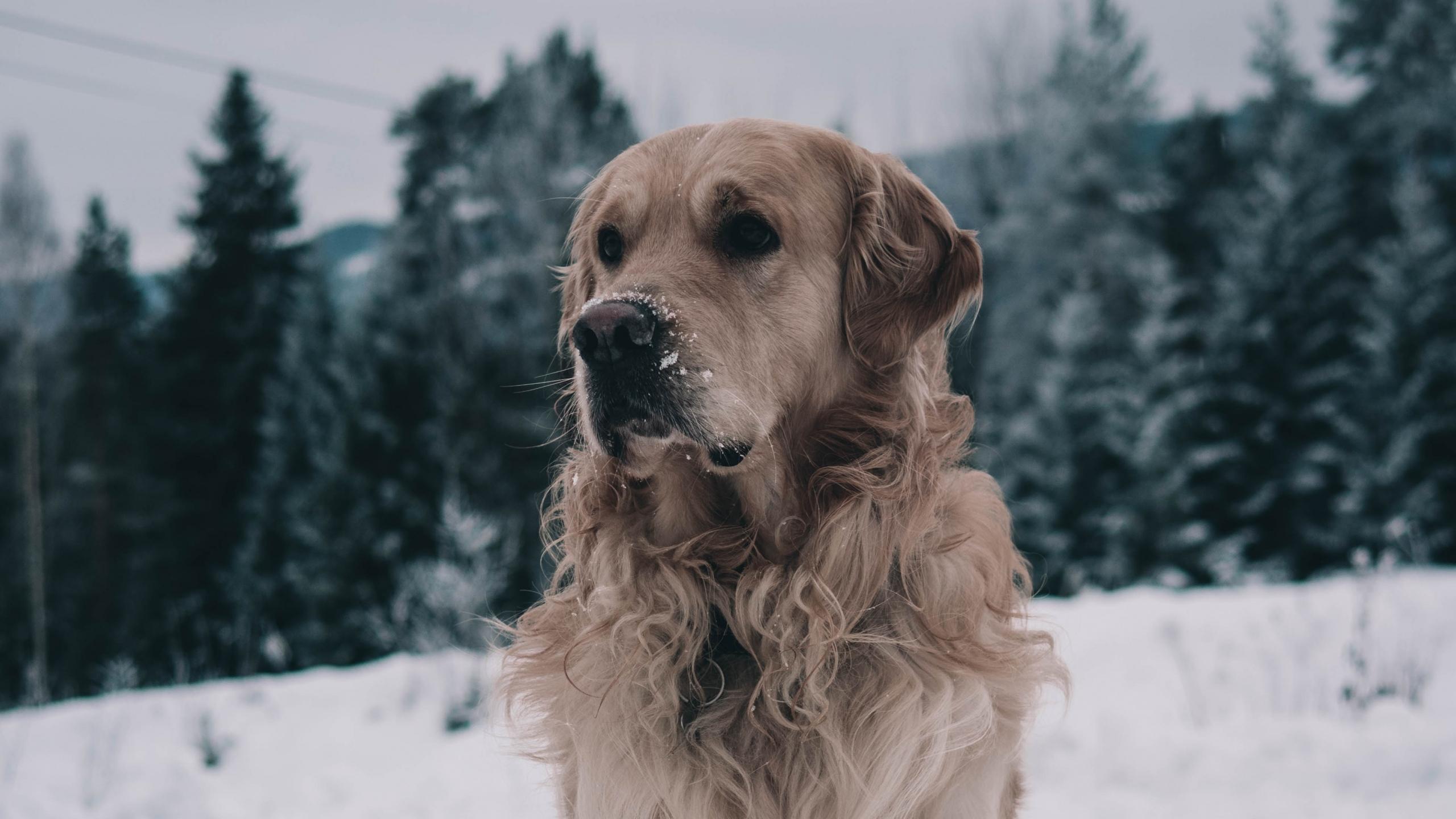 2560x1440 Winter Dog Wallpaper iPhone