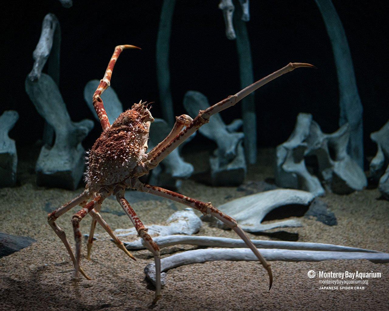 1280x1024 Japanese spider crab wallpaper from the Monterey Bay Aquarium