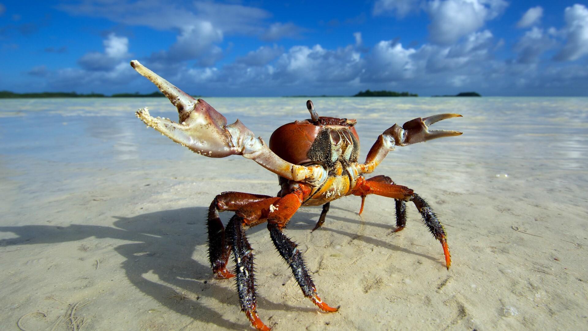 1920x1080 Crab Laptop Full HD 1080P HD 4k Wallpaper, Image, Background, Photo and Picture