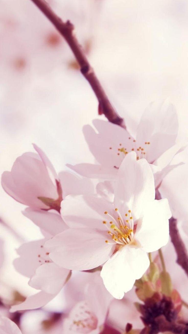 736x1308 flowers. Best flower wallpaper, Pink flowers wallpaper, Flower iphone wallpaper