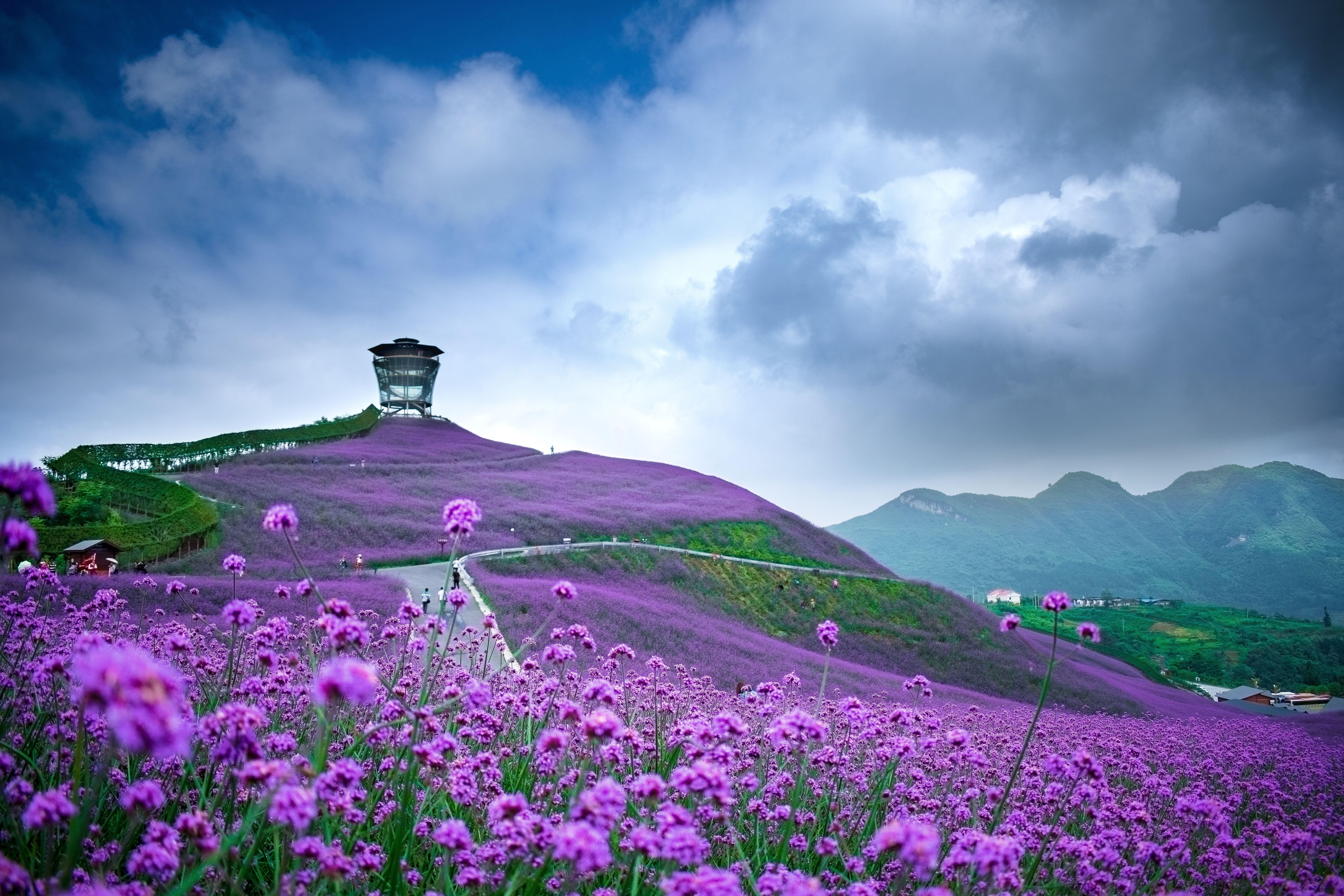 6000x4000 Purple Field Flowers China Wallpaper