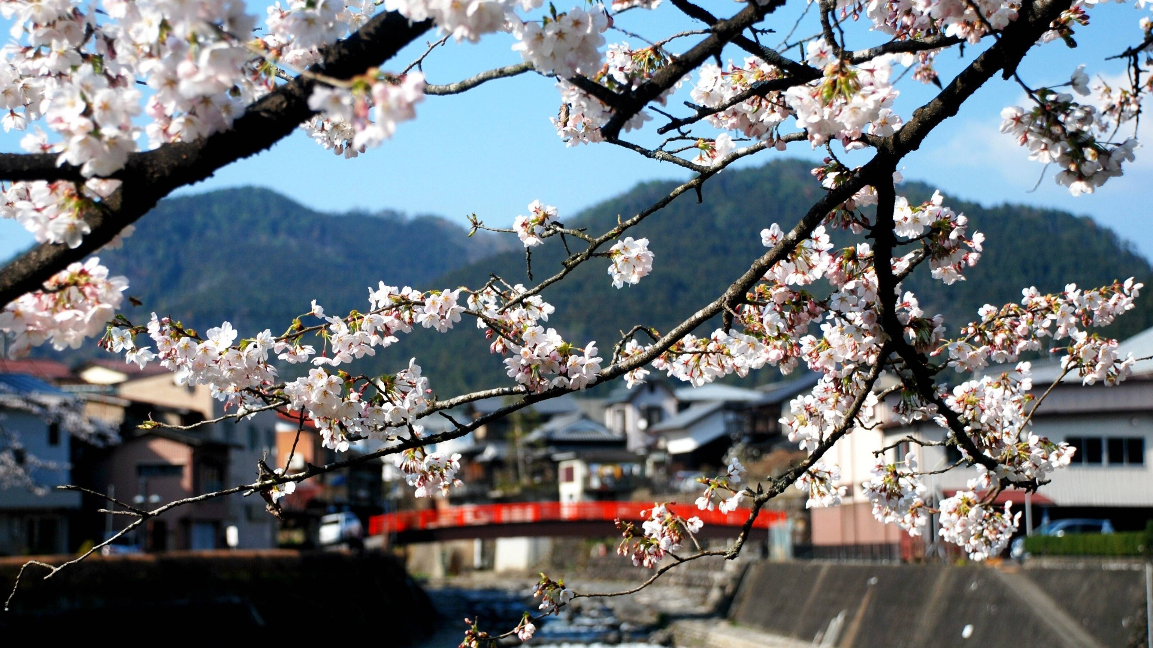 Chinese Flowers Wallpapers Top Free Chinese Flowers Backgrounds