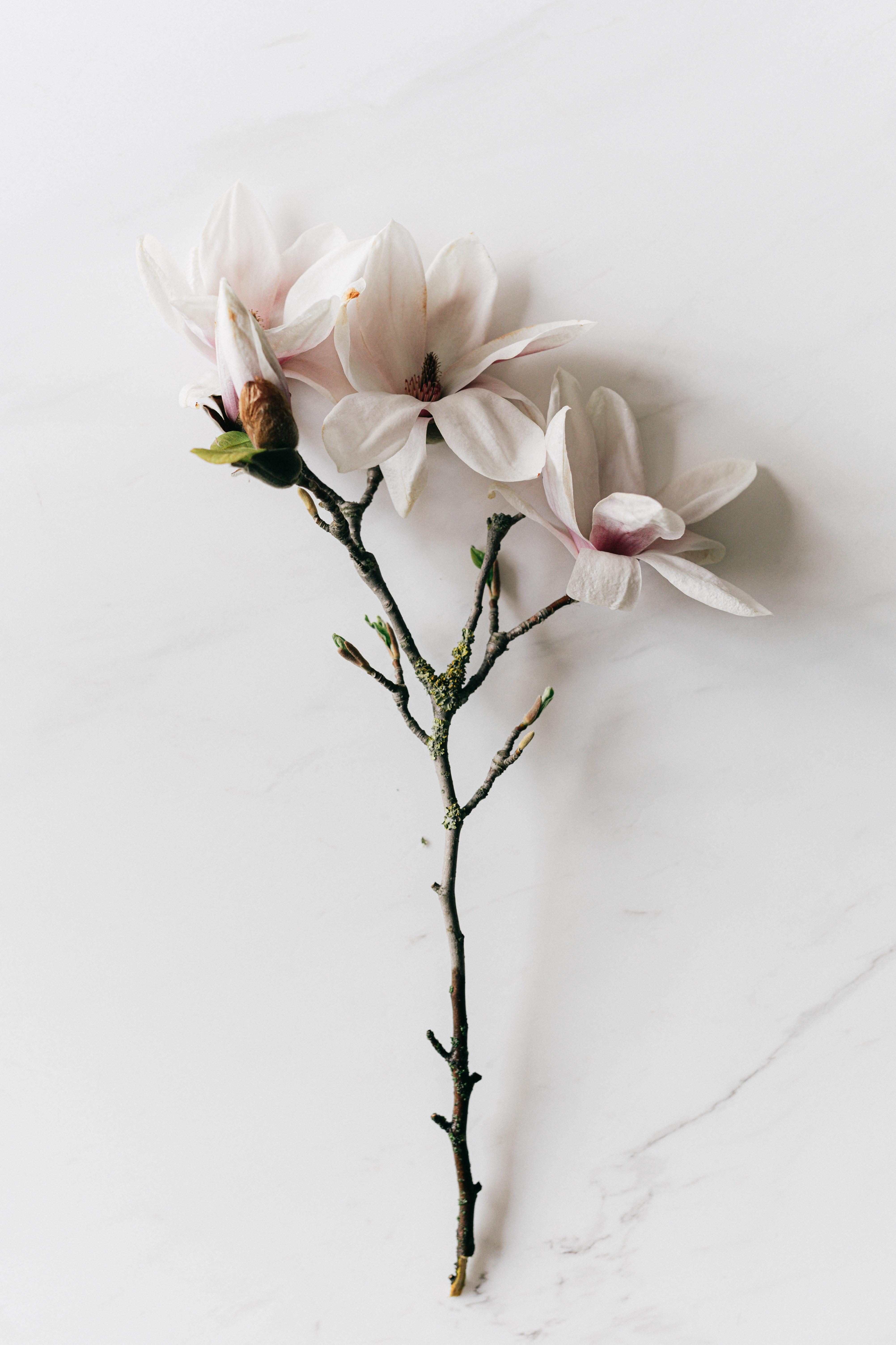 4007x6011 White Flowers Photo, Download Free White Flowers & HD Image