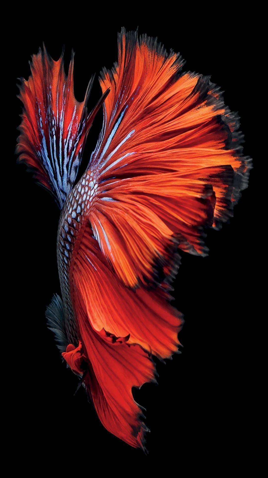100+] Beautiful Fish Wallpapers | Wallpapers.com