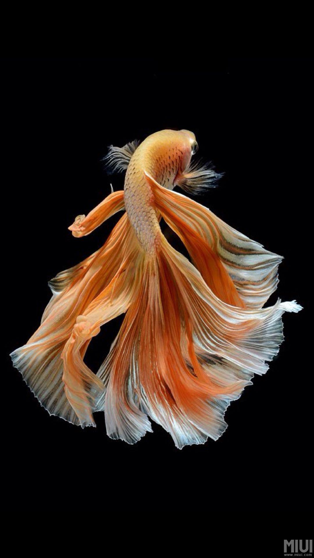 1080x1920 Betta Fish iPhone Wallpaper