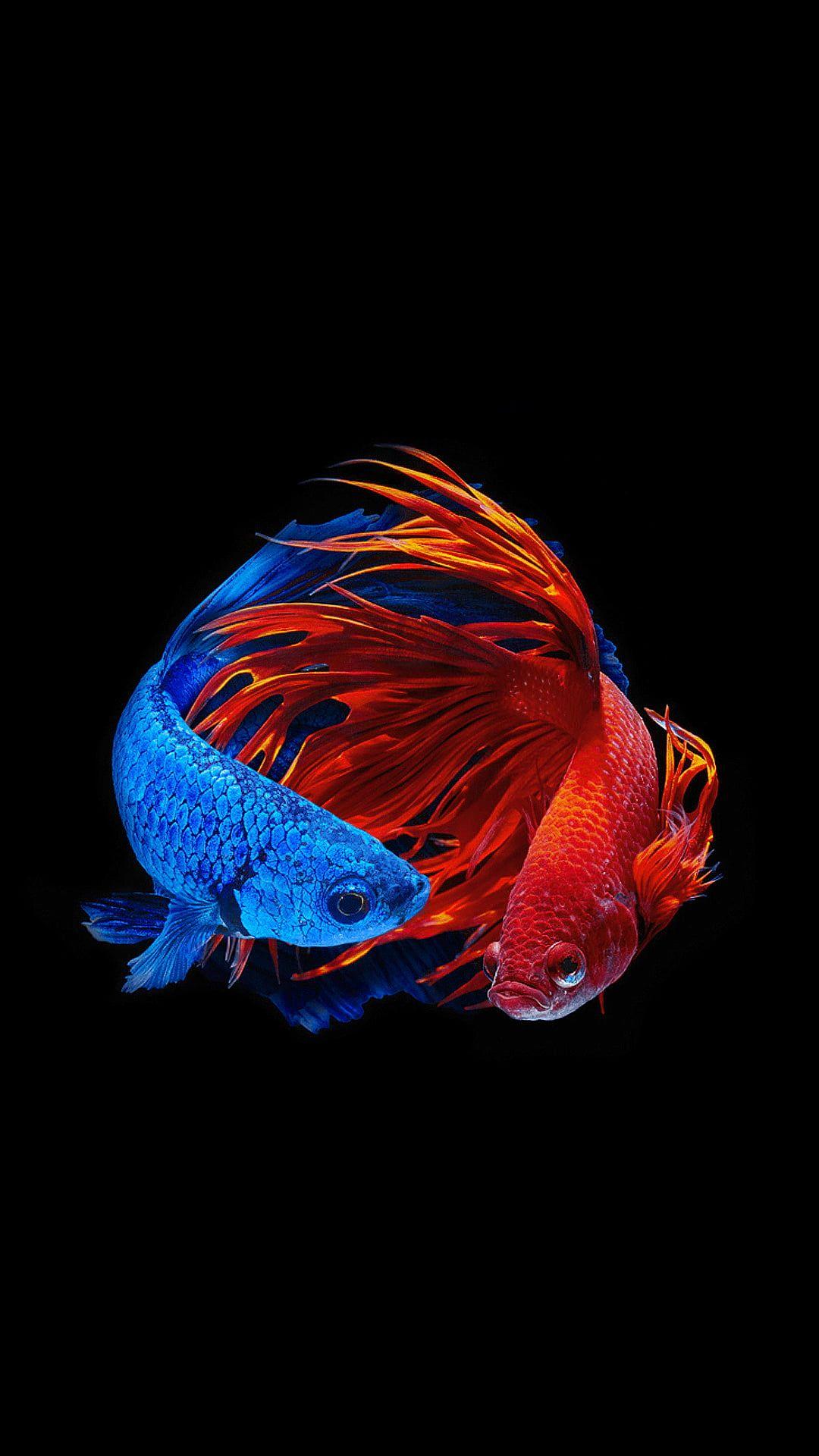 red Siamese fighting fish iPhone 11 Wallpapers Free Download