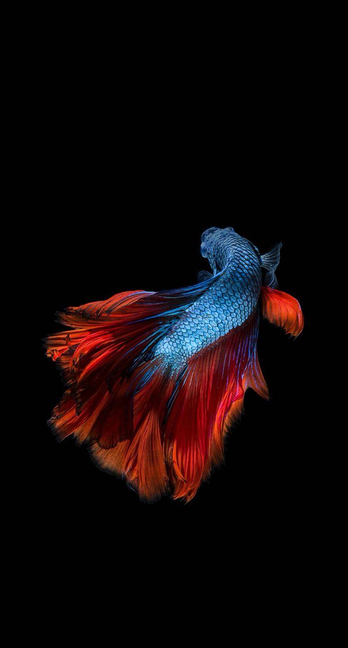 Fighter fish 8 black red white HD phone wallpaper  Peakpx
