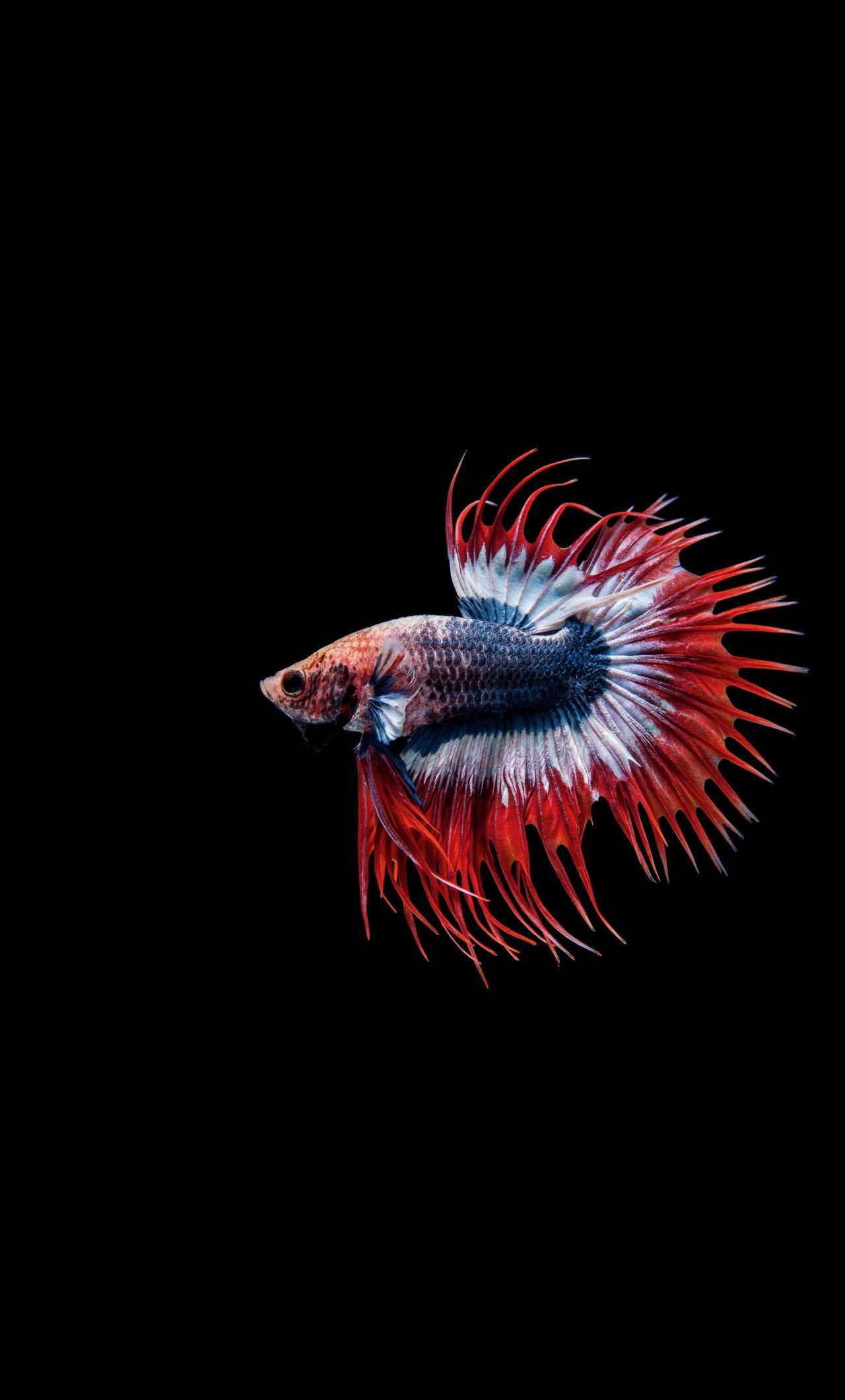 Free download Apple iPhone 6s Wallpaper with Gold Albino Betta Fish in  black 750x1334 for your Desktop Mobile  Tablet  Explore 42 Betta Fish  iPhone Wallpaper  Fish Wallpaper Fish Wallpapers Fish Backgrounds