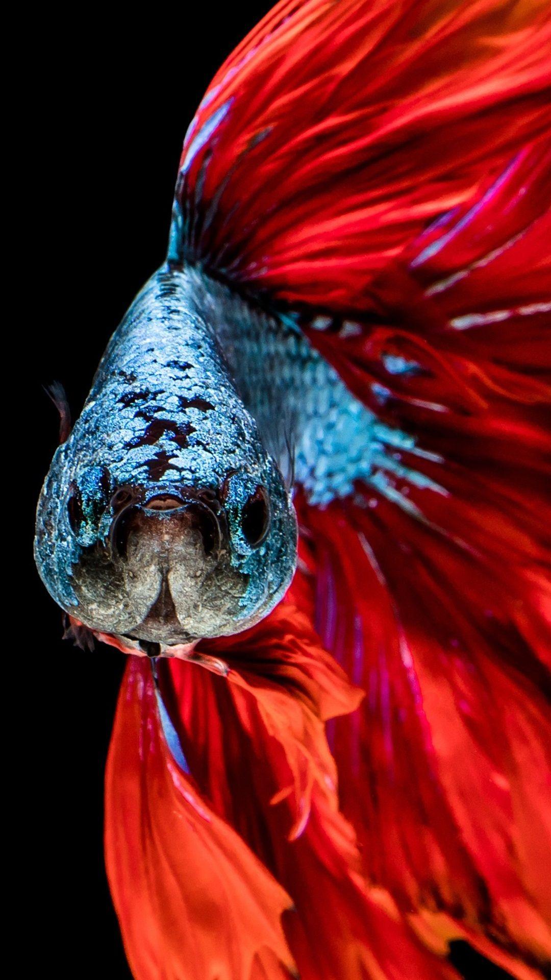 1080x1920 Fish iPhone Wallpaper