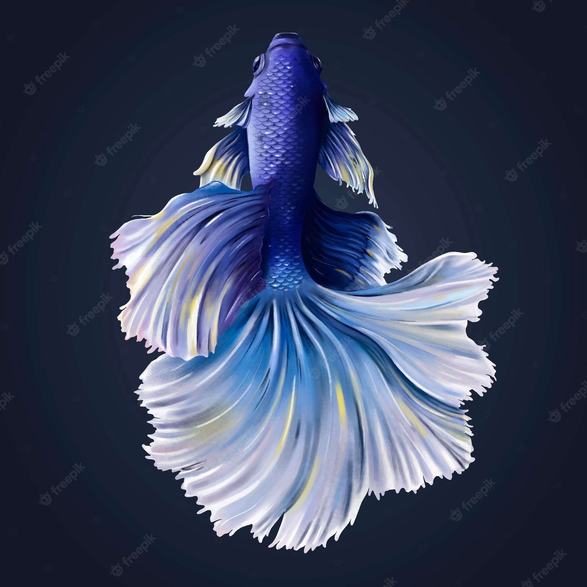 Betta Fish iPhone Wallpapers - Top Free Betta Fish iPhone Backgrounds