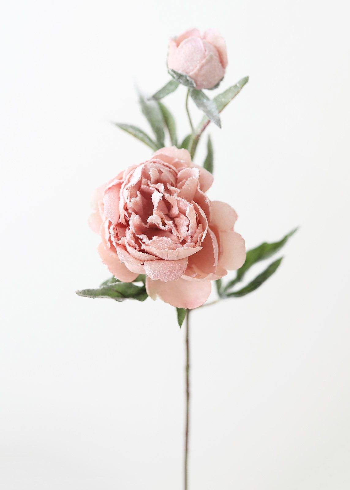 Light Pink Peonies Wallpapers - Top Free Light Pink Peonies Backgrounds