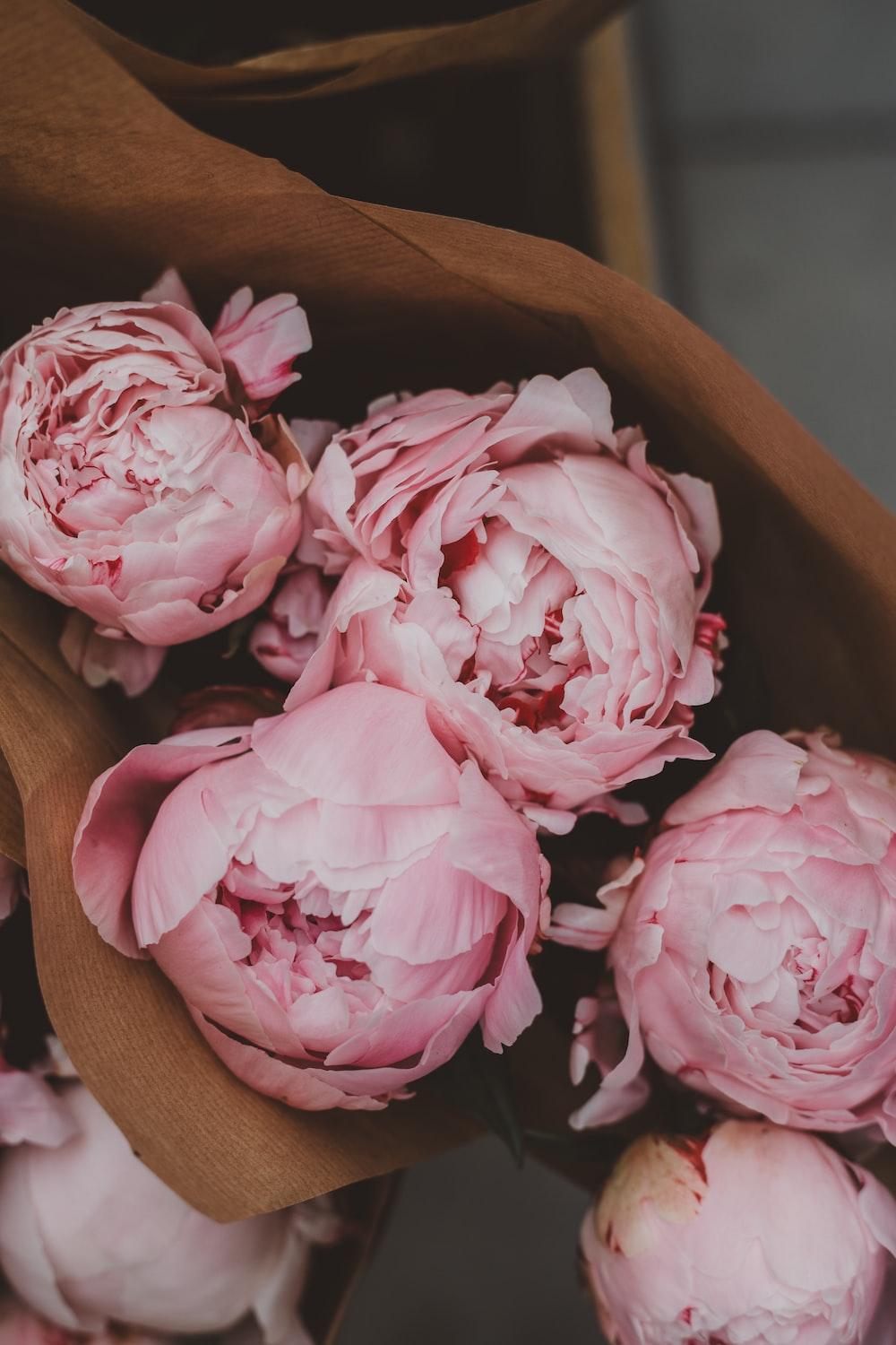 Light Pink Peonies Wallpapers - Top Free Light Pink Peonies Backgrounds ...