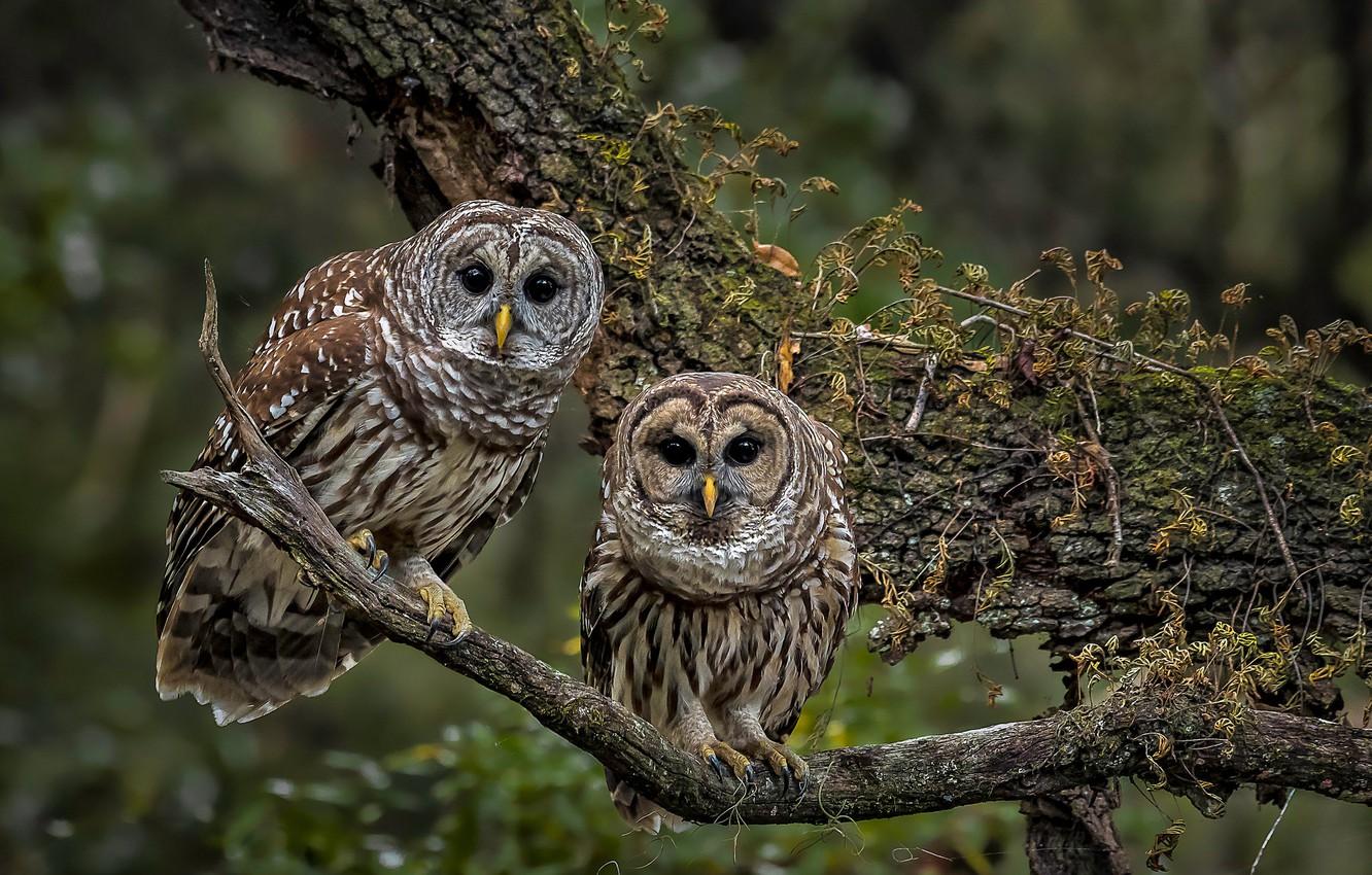 1332x850 Wallpaper birds, tree, branch, owls, a couple, A barred owl image for desktop, section животные