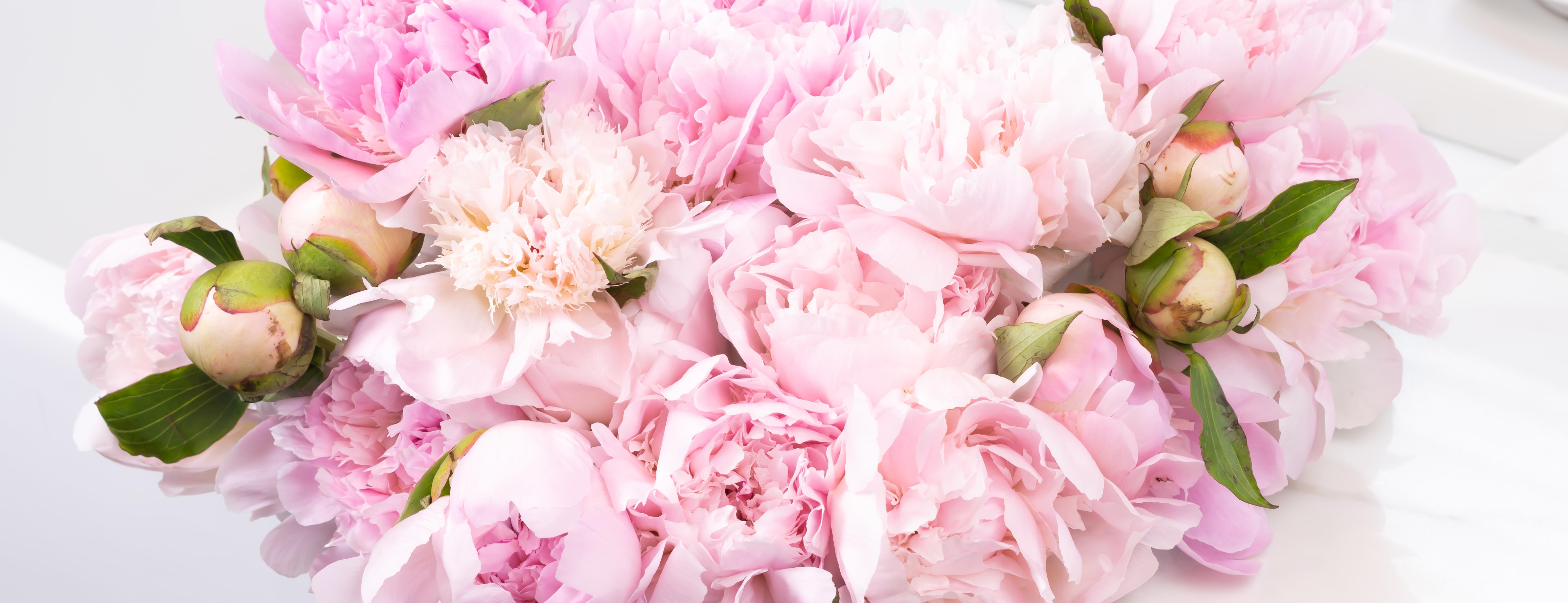 Light Pink Peonies Wallpapers - Top Free Light Pink Peonies Backgrounds ...