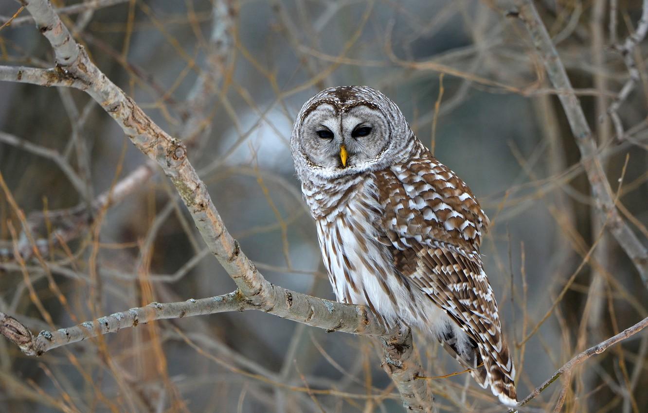 1332x850 Wallpaper trees, branches, nature, owl, bird, bokeh, Barred Owl, owl image for desktop, section животные