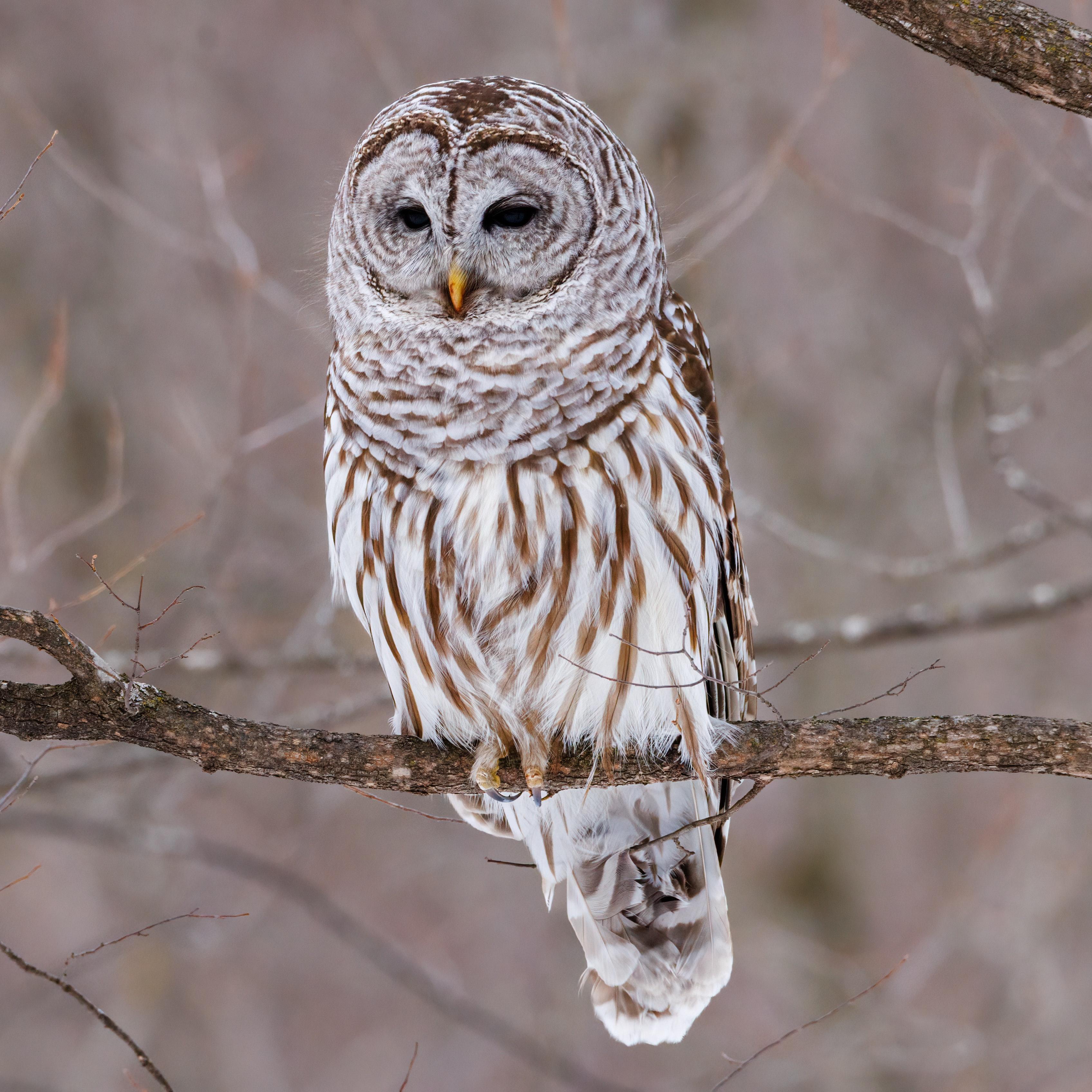 Barred Owl Wallpapers - Top Free Barred Owl Backgrounds - WallpaperAccess