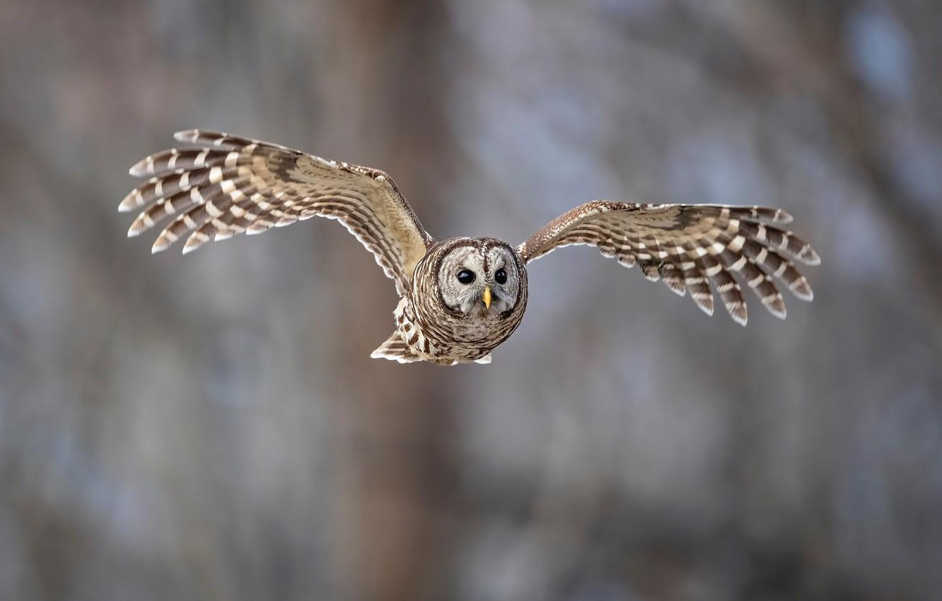 Barred Owl Wallpapers - Top Free Barred Owl Backgrounds - WallpaperAccess