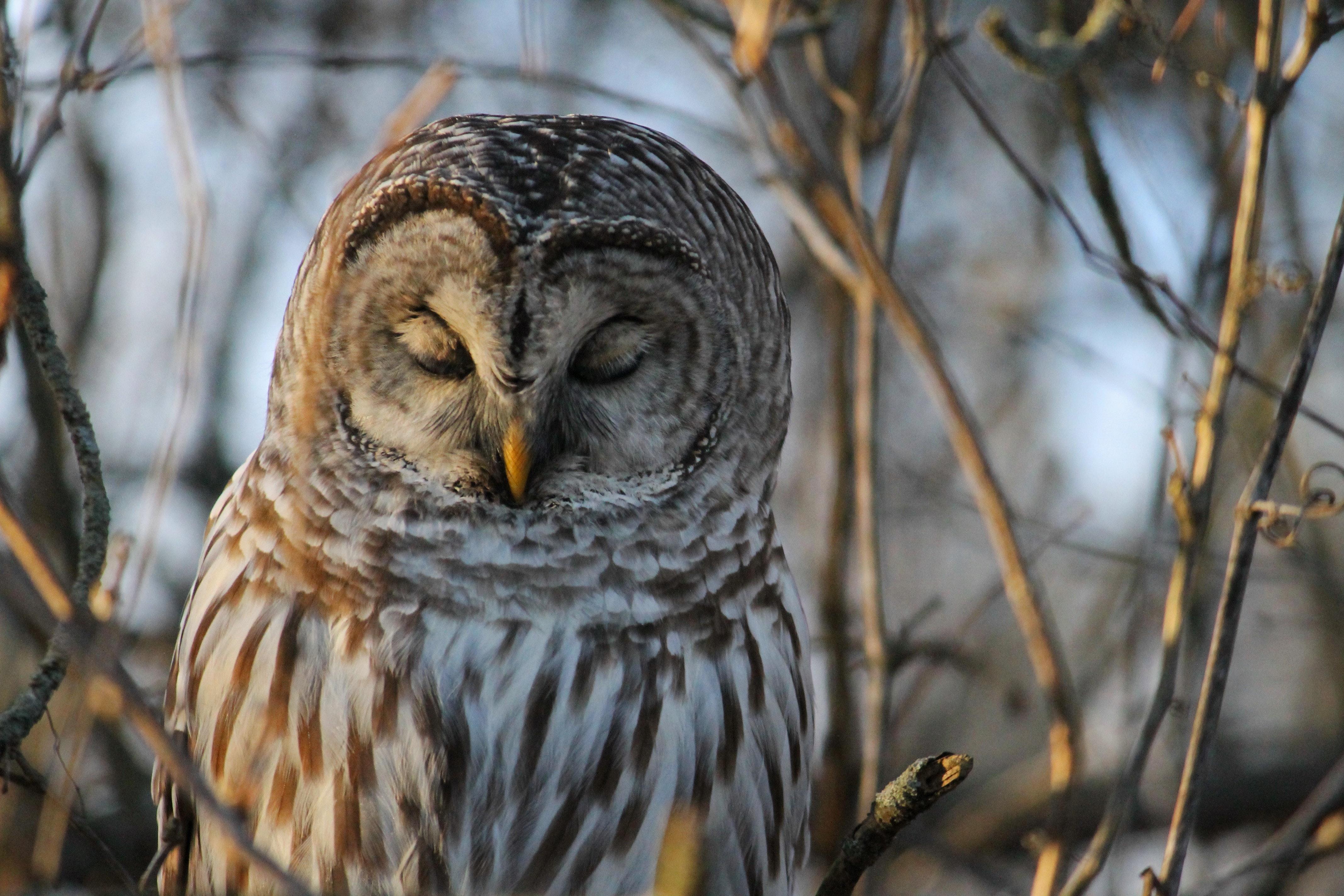 4272x2848 Close Up Of A Barred Owl · Free