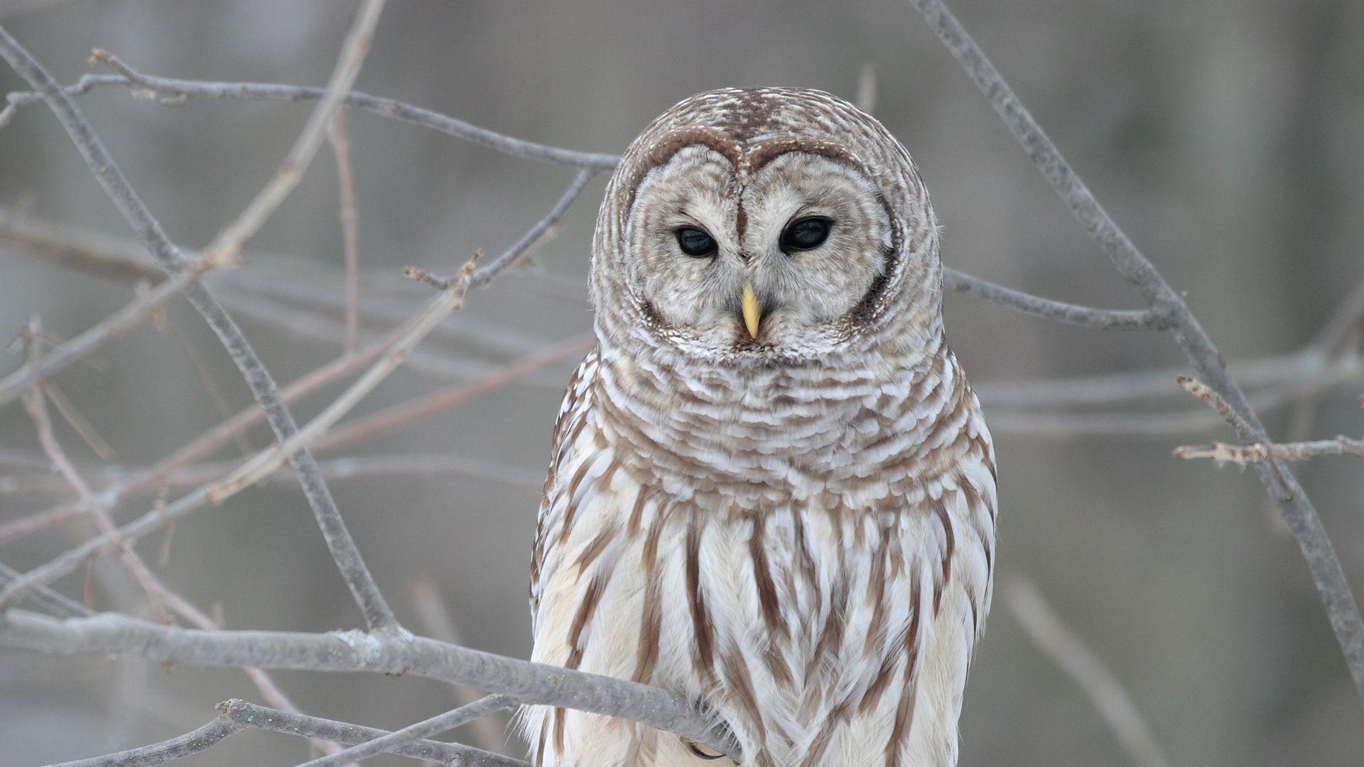 1920x1080 Barred Owl, phone, desktop wallpaper, picture, photo