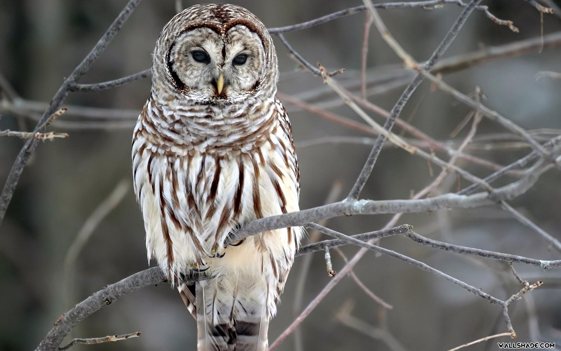1920x1200 Free download Thanks for downloading Owl wallpaper WallShade is the best source for [1920x1200] for your Desktop, Mobile & Tablet. Explore Owl Wallpaper for Walls. Cheap Wallpaper, Wallpaper for