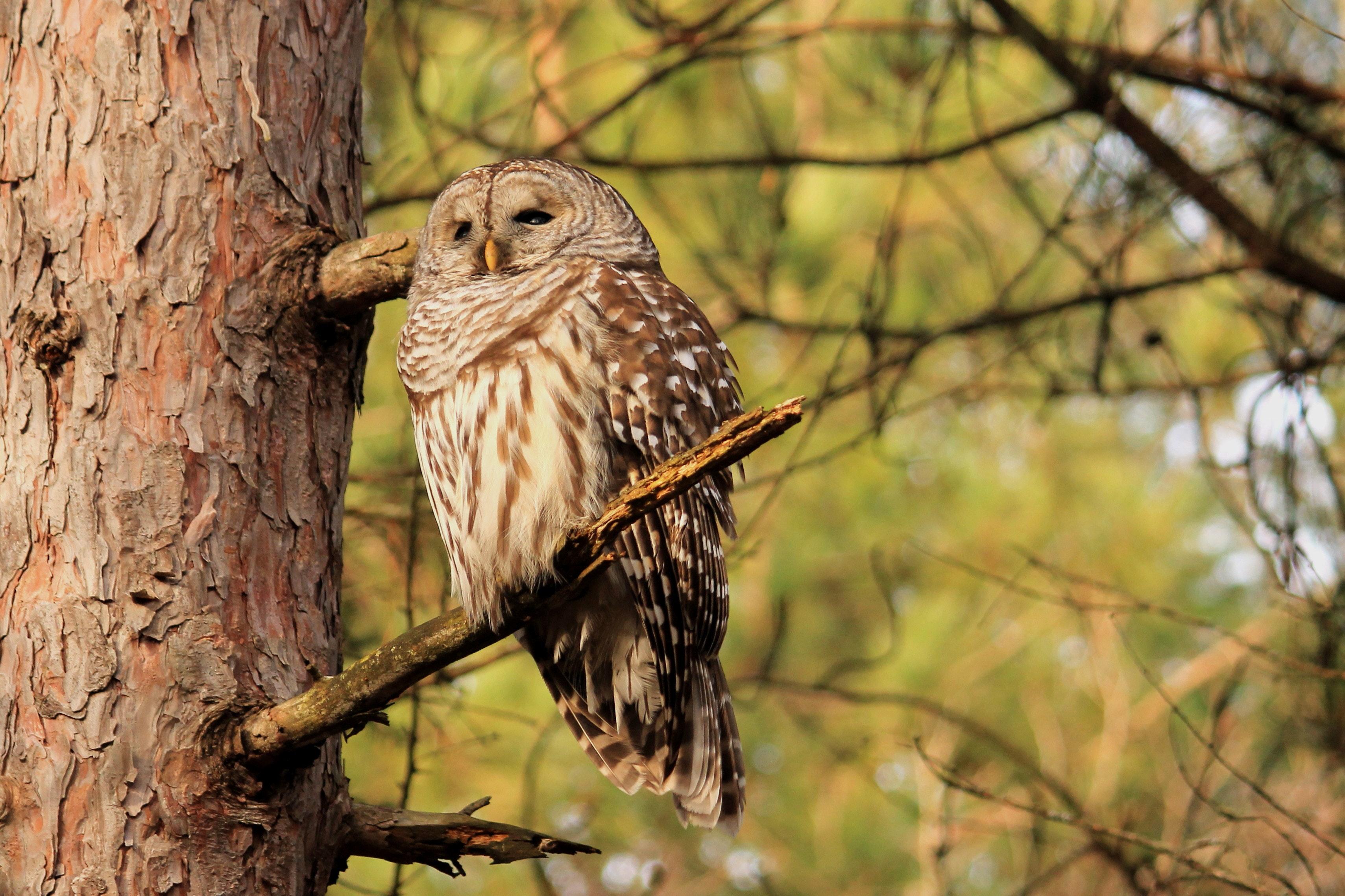 3418x2279 Barred Owl Photo, Download Free Barred Owl & HD Image