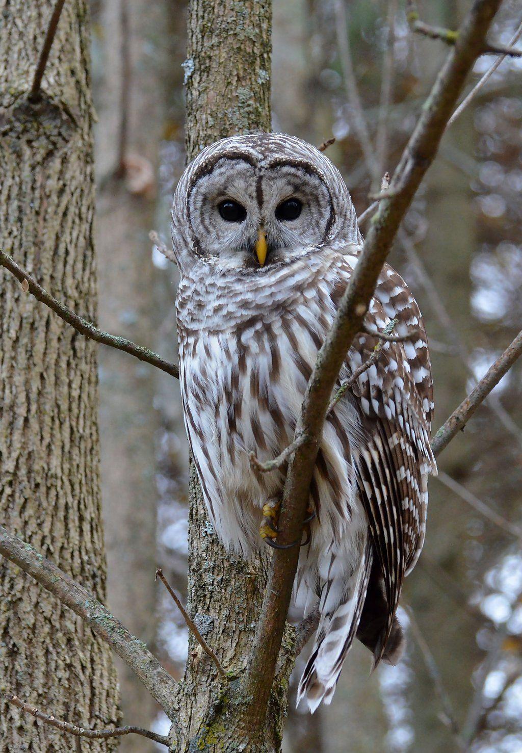 1024x1477 Barred Owl, this owl can be found along stream valley's and river systems in Virginia, they are one of the largest owls to reside. Owl wallpaper, Barred owl, Owl