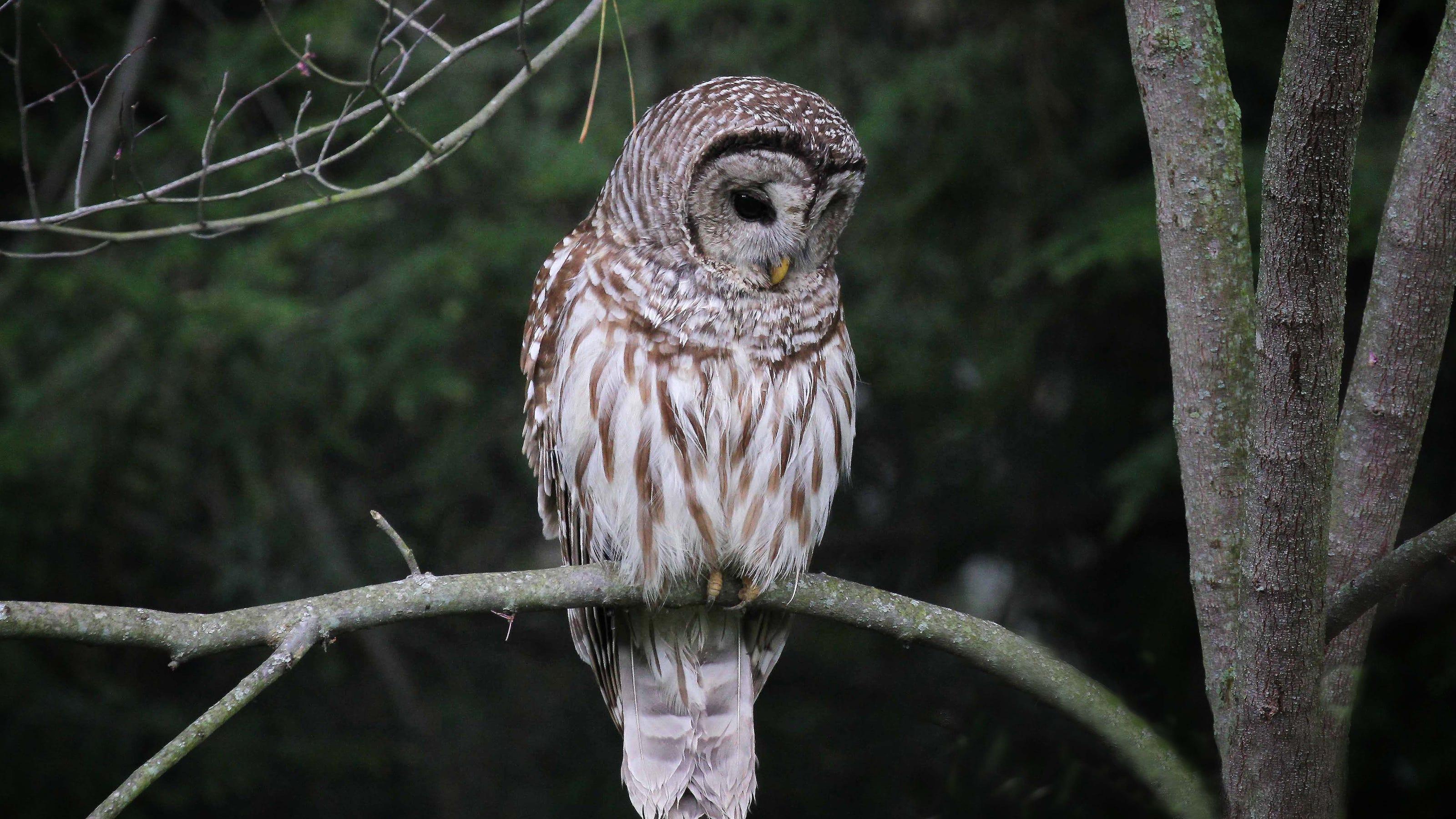 3200x1801 For the Birds: All about owls
