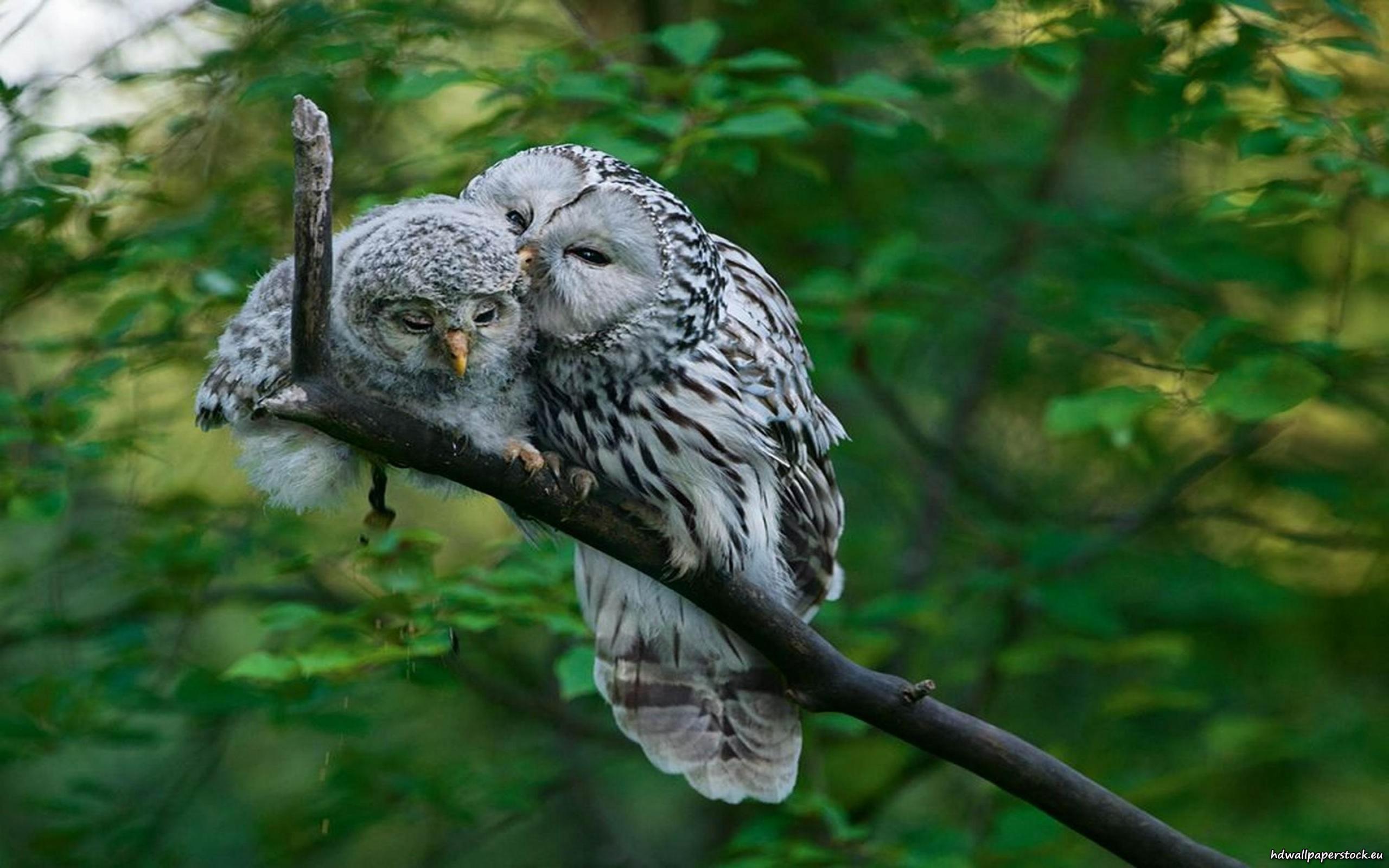 2560x1600 Barred Owl HD Wallpaper