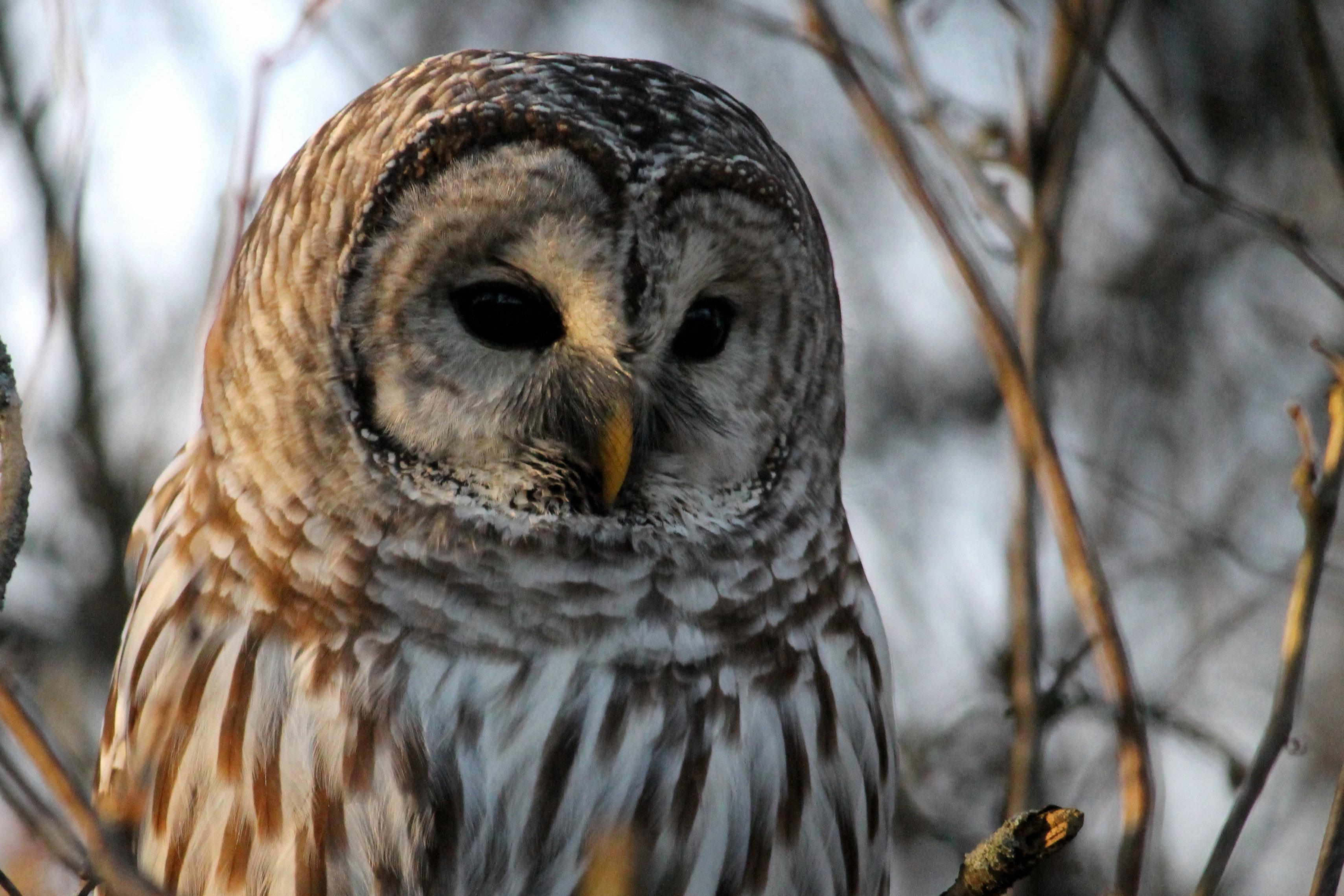 Barred Owl Wallpapers - Top Free Barred Owl Backgrounds - WallpaperAccess