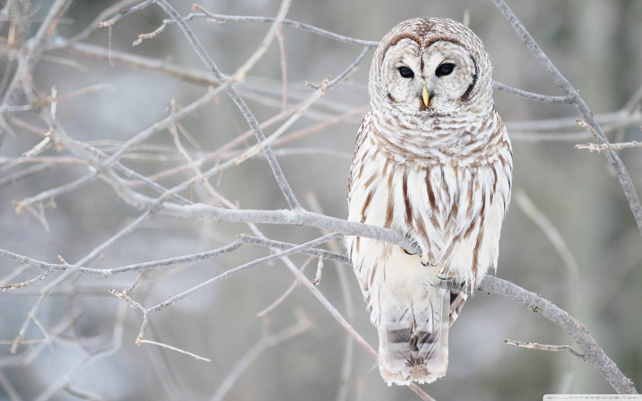 2560x1600 Download Owl Wallpaper
