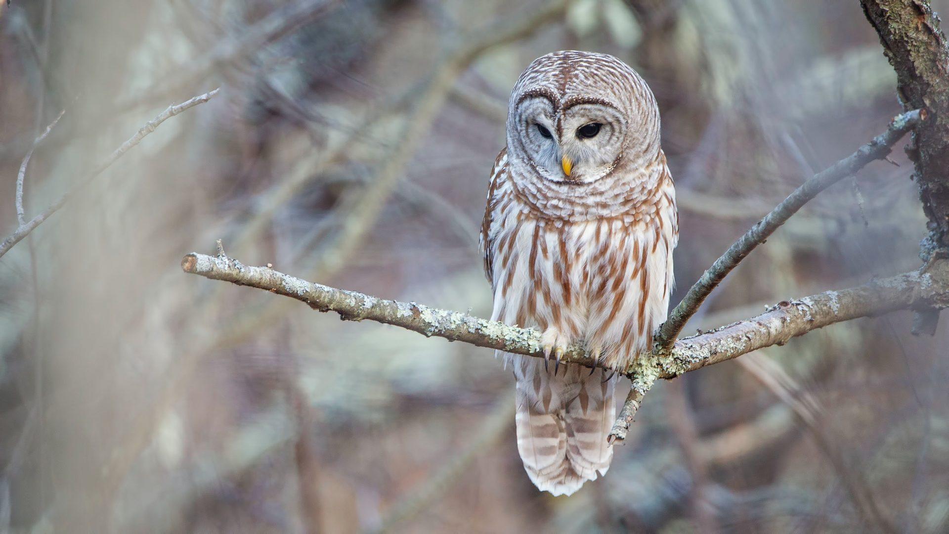 1920x1080 Barred Owl Holden Forests & Gardens
