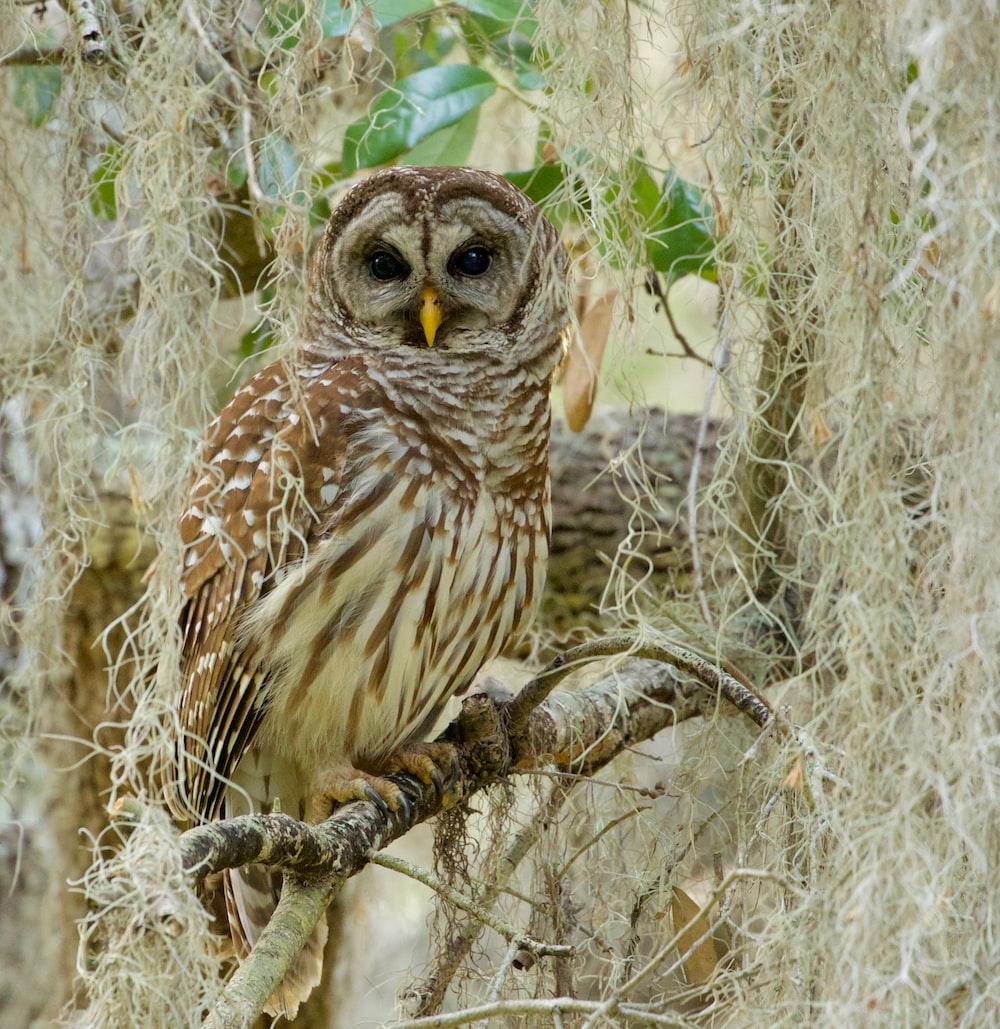 1000x1029 Barred Owl Picture. Download Free Image