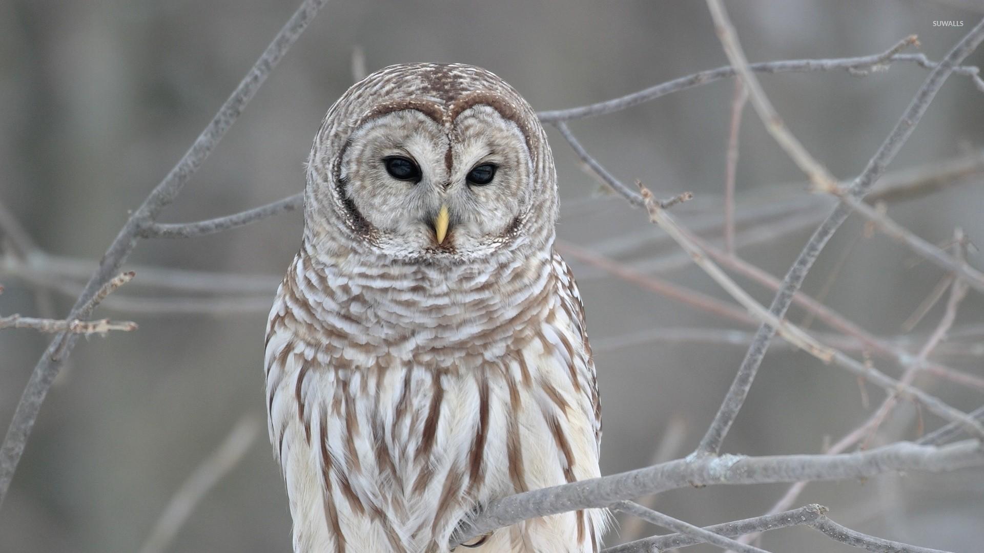 1920x1080 Owl Wallpaper High Resolution