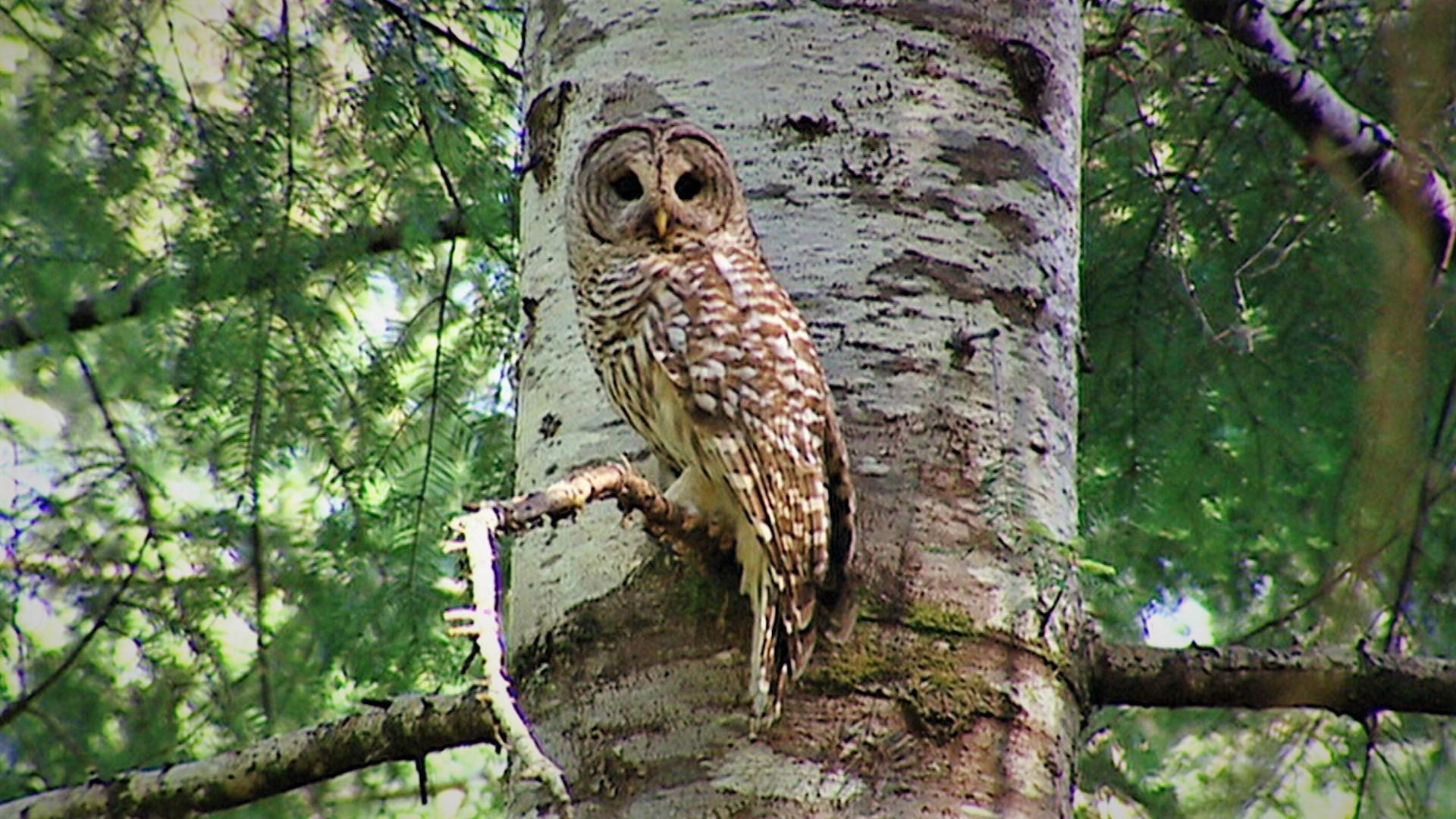 1920x1080 Feds seek public input for barred owl management plan