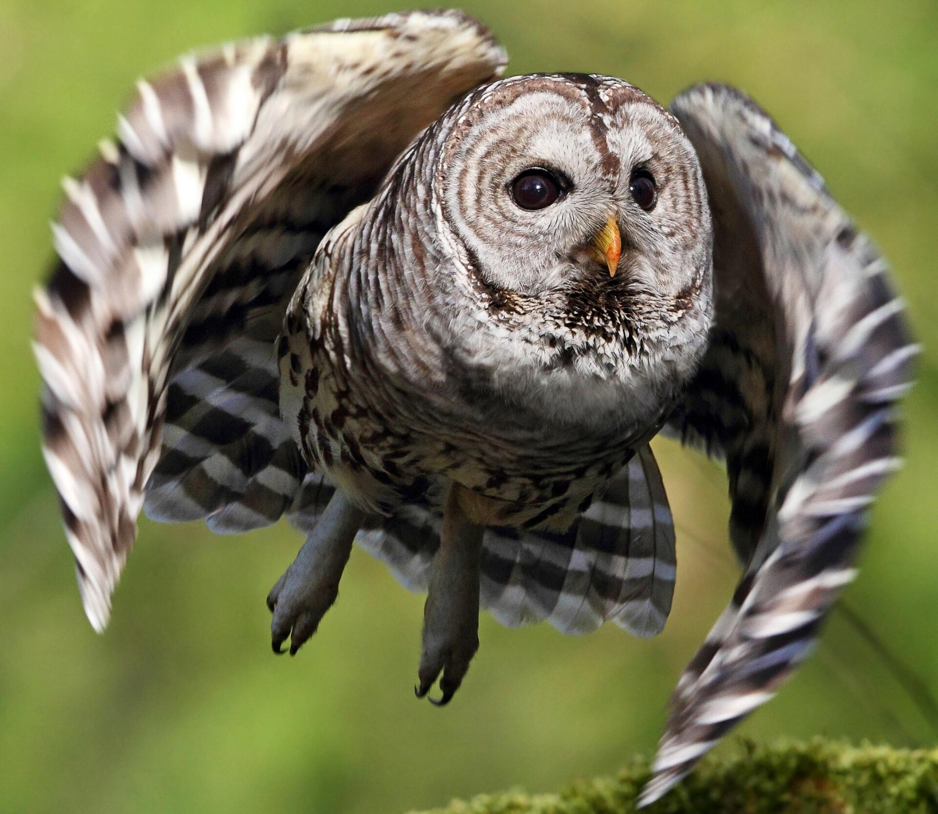 1920x1666 Barred Owl HD Wallpaper