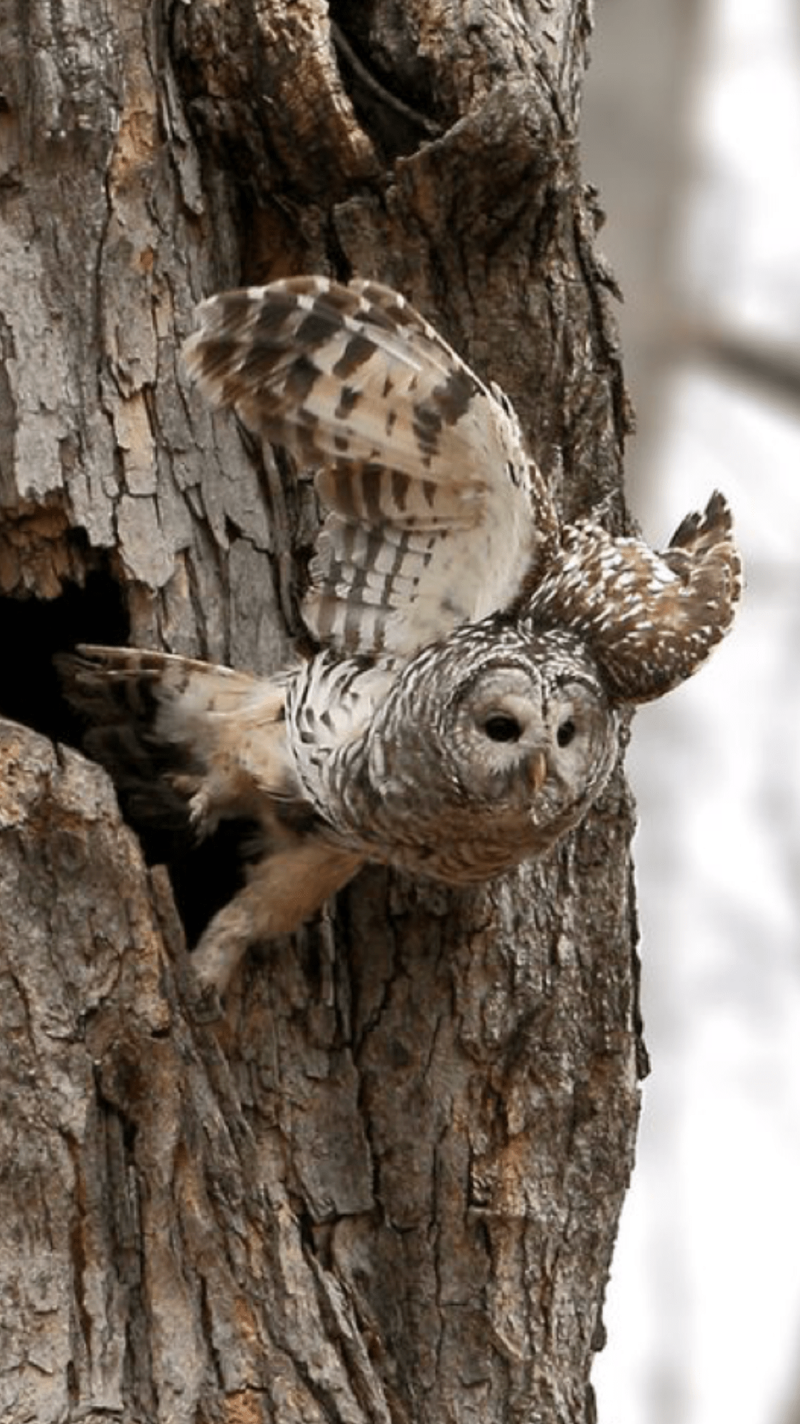 1125x2001 Barred Owl just leaving the nest. Owl, Barred owl, Owl photo