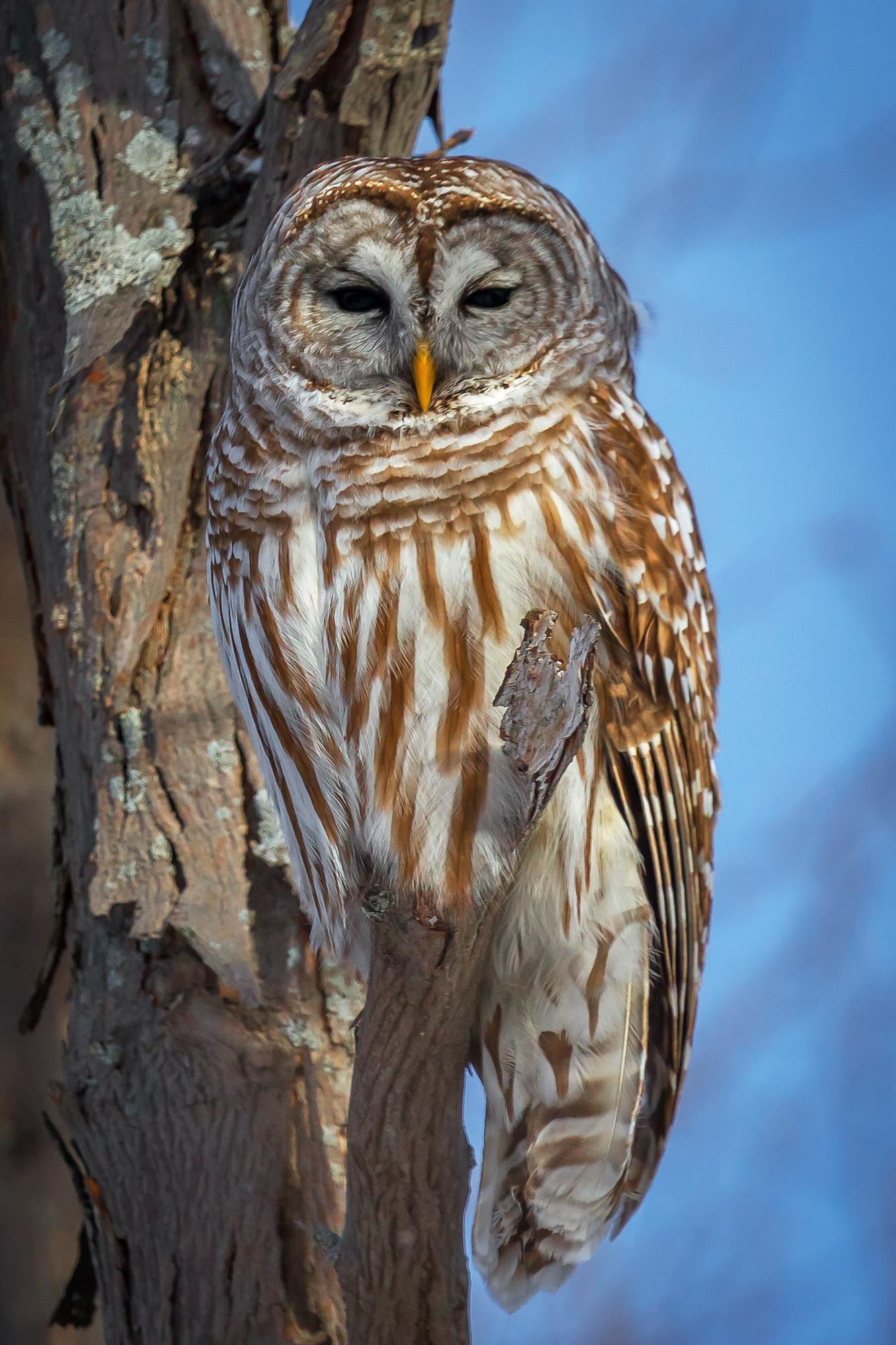 Barred Owl Wallpapers - Top Free Barred Owl Backgrounds - WallpaperAccess