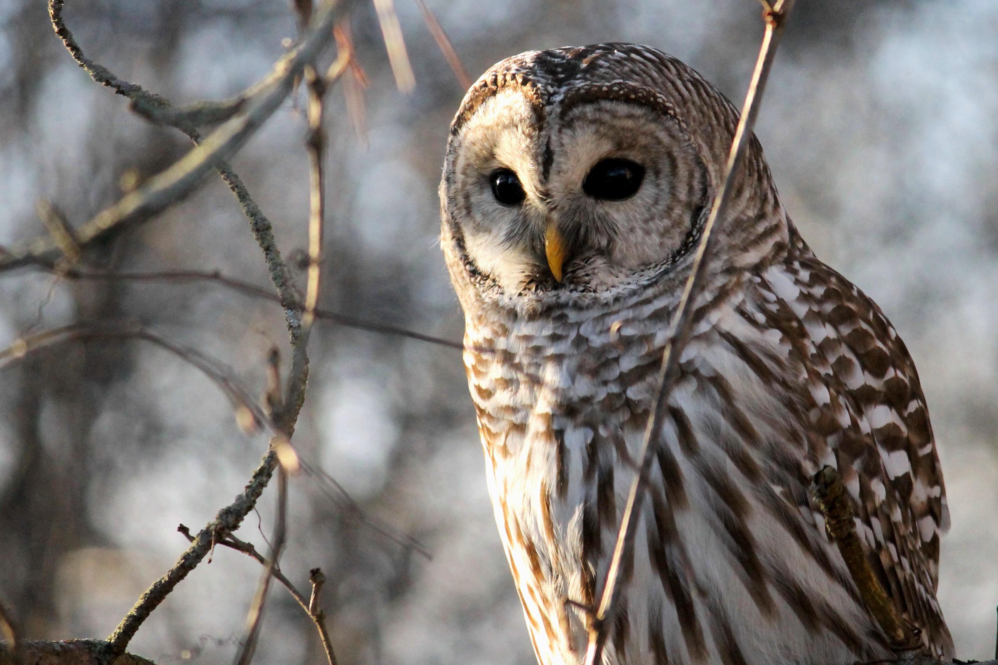 Barred Owl Wallpapers - Top Free Barred Owl Backgrounds - WallpaperAccess