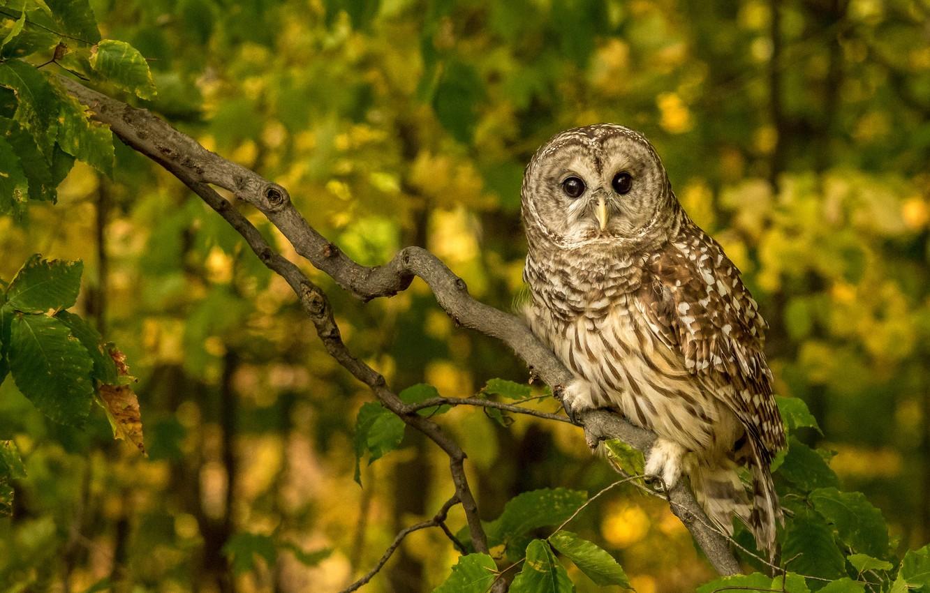 1332x850 Wallpaper owl, bird, branch, A barred owl image for desktop, section животные