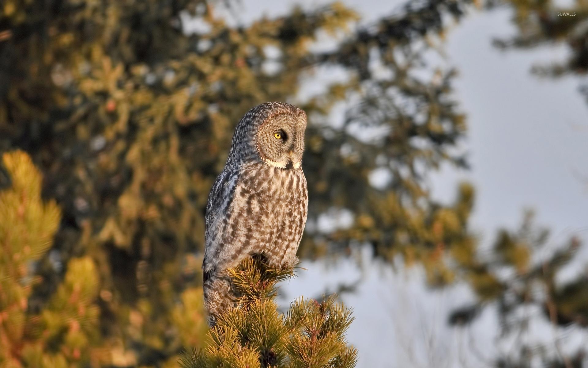 1920x1200 Barred Owl on top of a pine tree wallpaper wallpaper