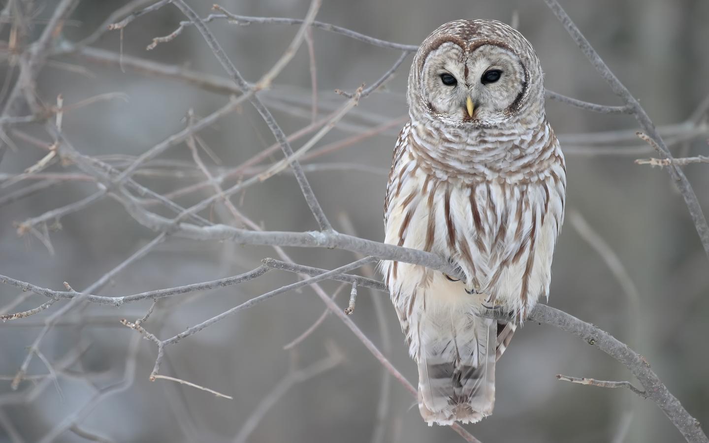 1440x900 Barred Owl :>