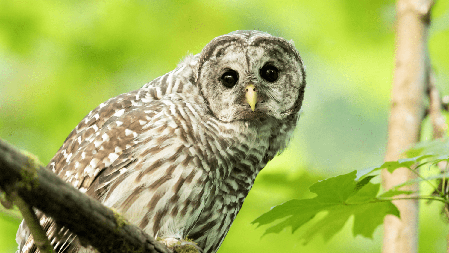 1500x844 VIRTUAL PROGRAM NIGHT: THE BARRED OWL DILEMMA
