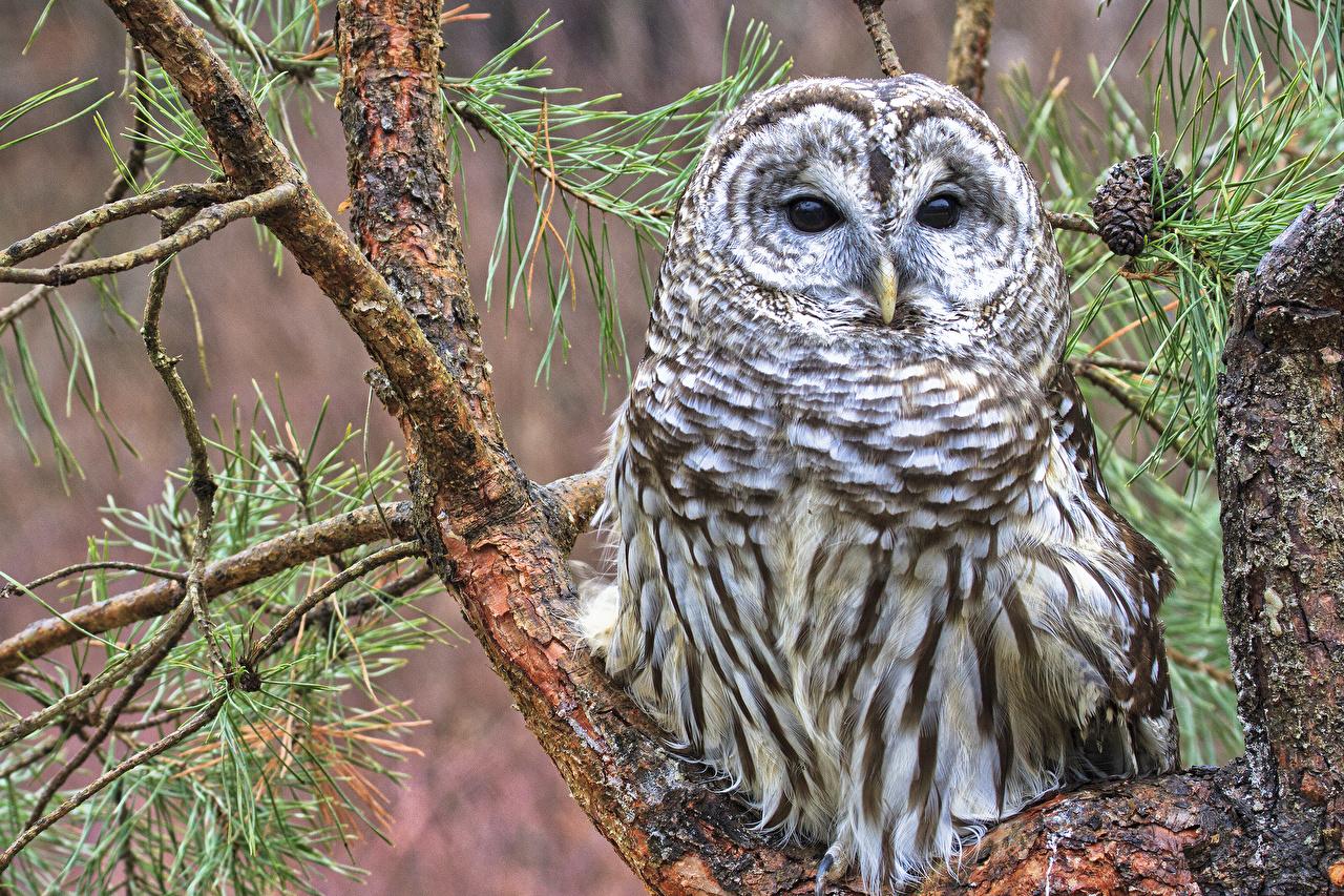 1280x853 Image Barred Owl Owls Birds Branches Staring Animals
